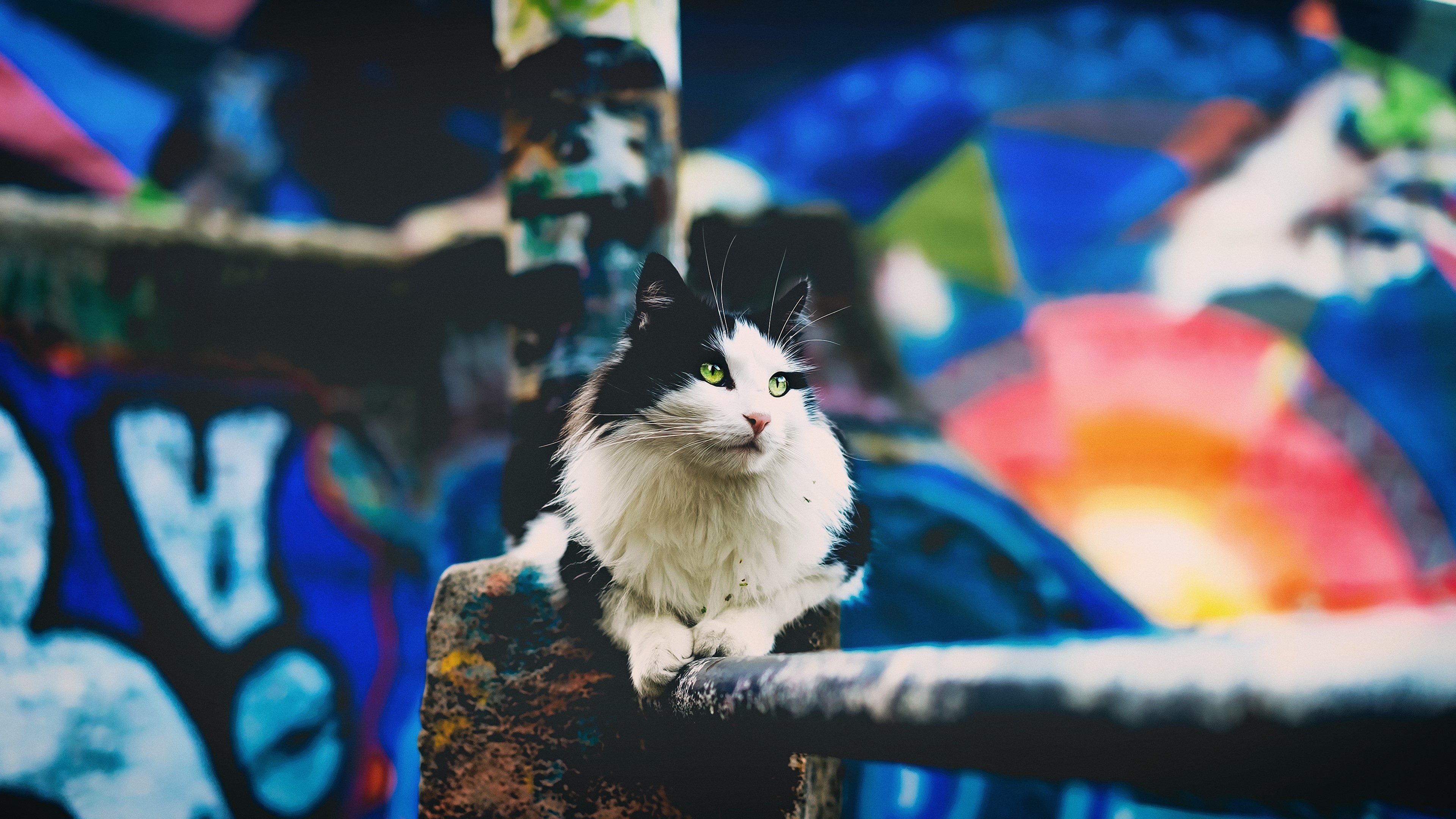 Black and white cat on graffiti background HD Wallpaper