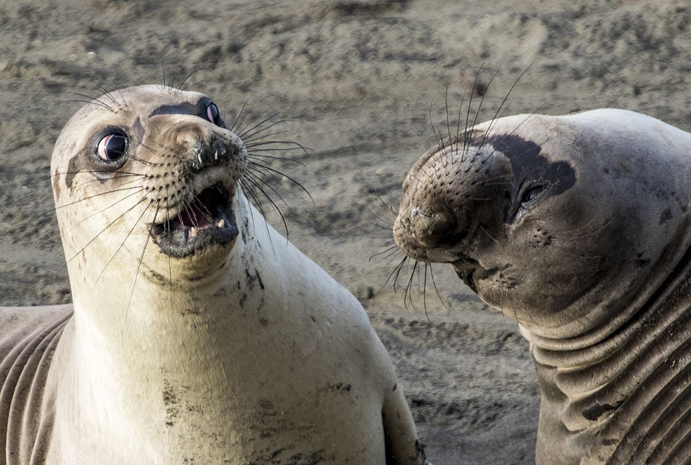 Two seals on a sandy beach HD Wallpaper