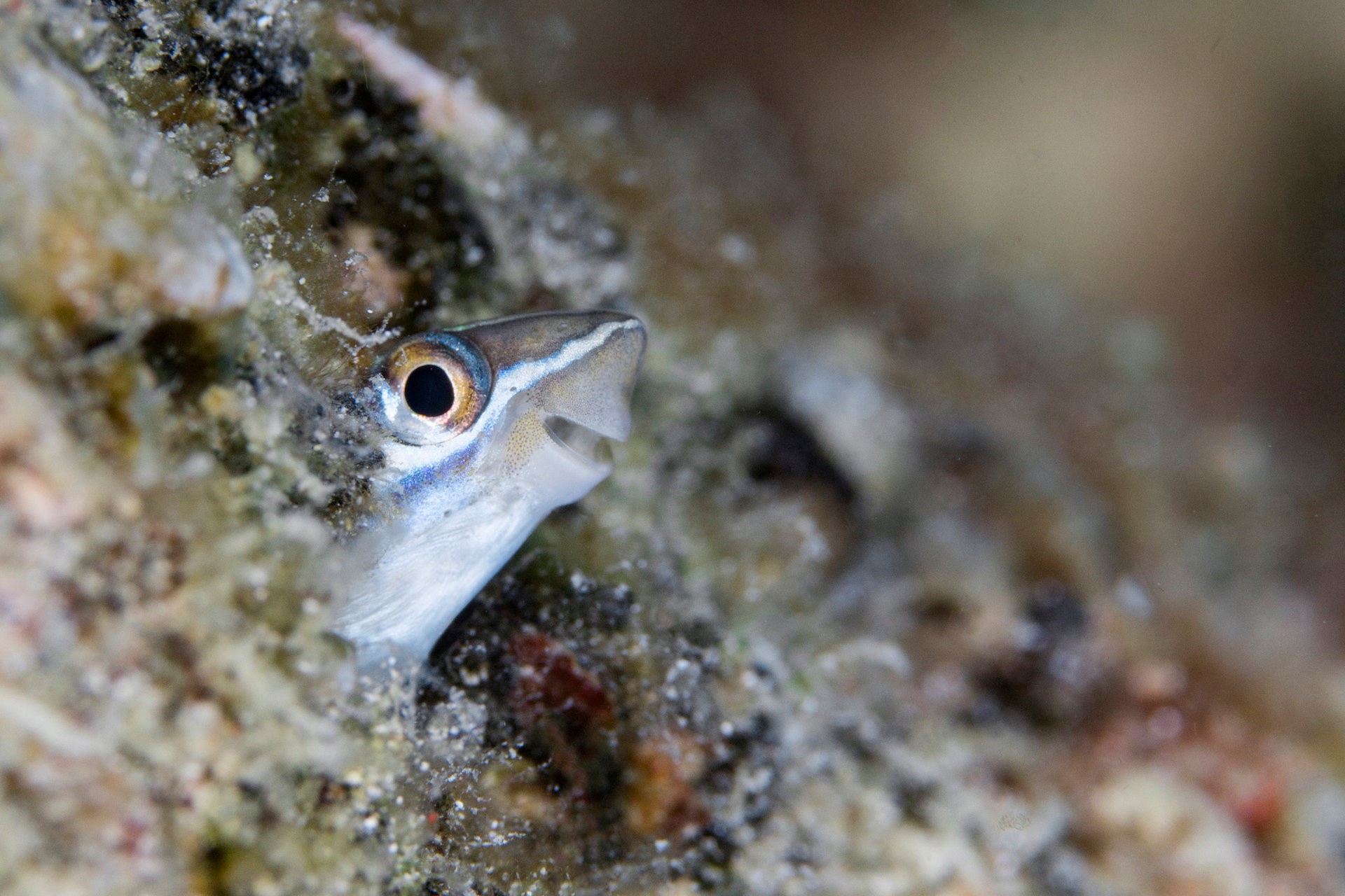Close-up of a small fish peeking out of a coral reef HD Wallpaper
