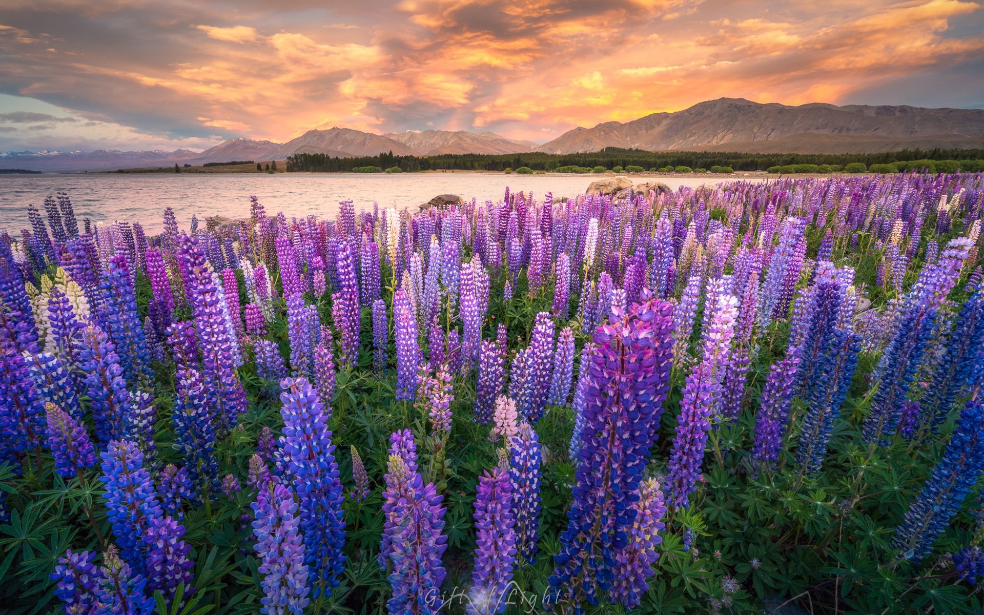 Field of lupine flowers at sunset near mountains HD Wallpaper
