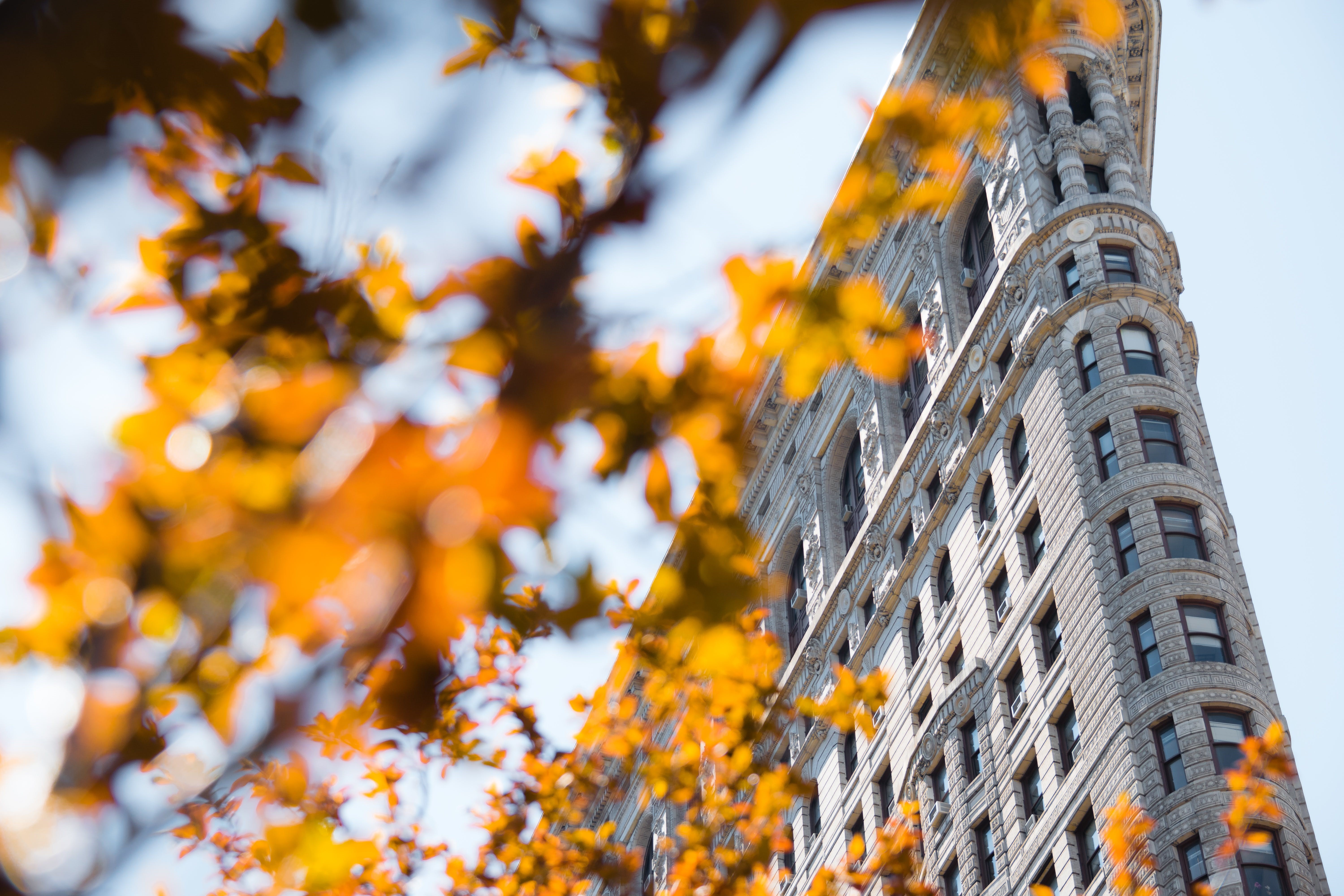 Flatiron Building in New York City during Autumn HD Wallpaper