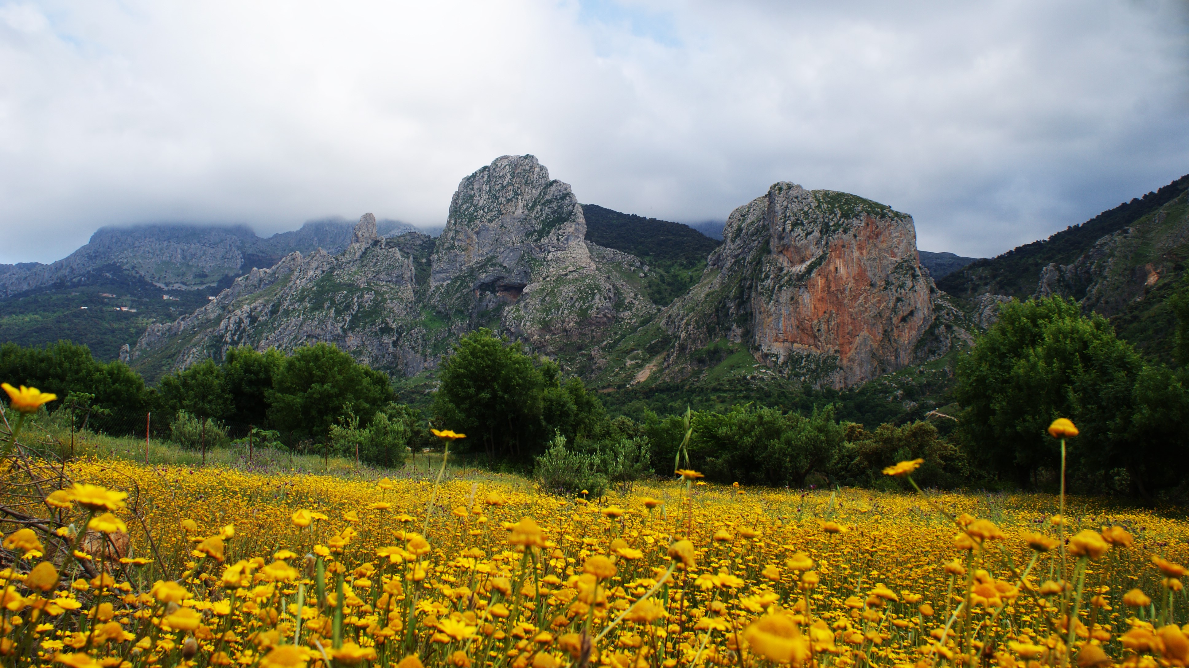 Field of yellow flowers with mountains HD Wallpaper
