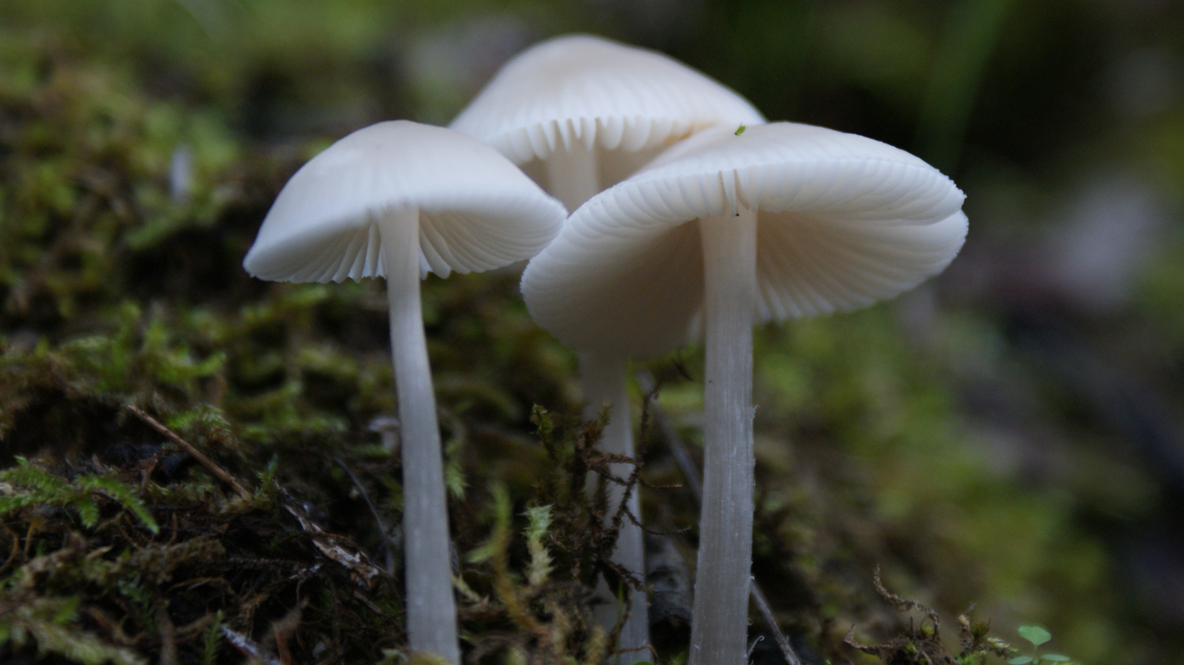 Three white mushrooms on moss HD Wallpaper
