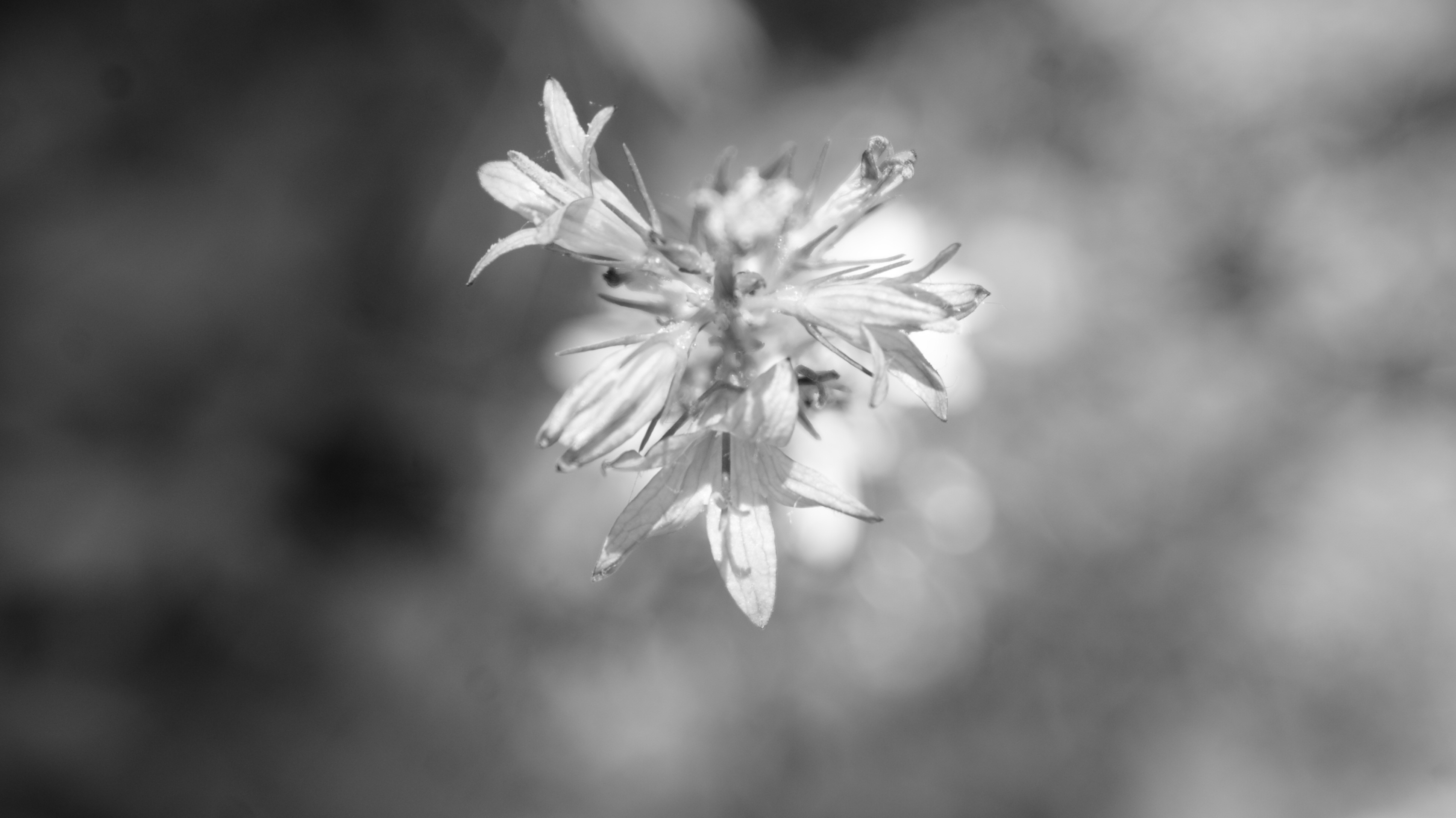 Black and white close-up of a flower HD Wallpaper