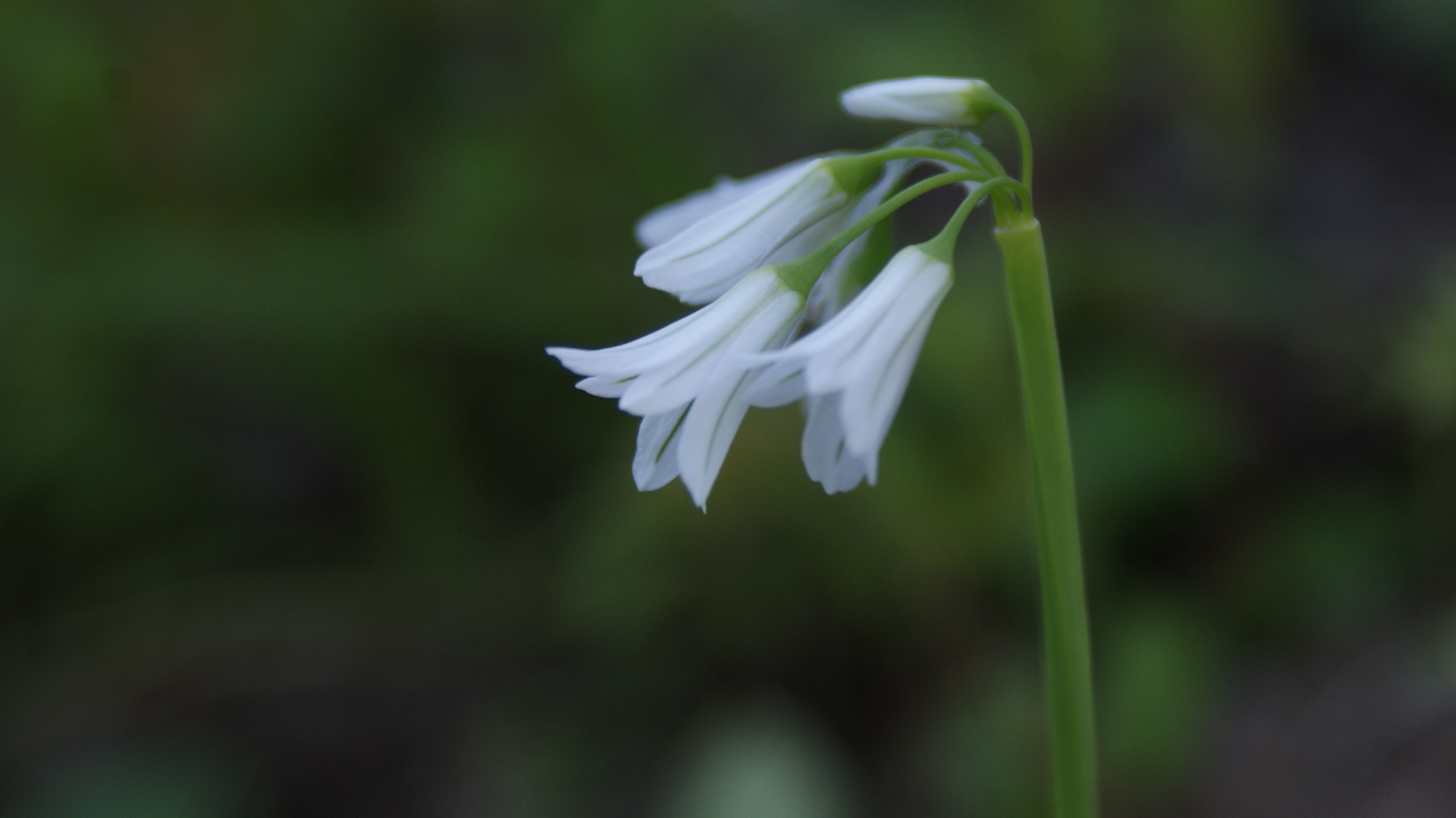 White bell-shaped flowers on a green stem HD Wallpaper