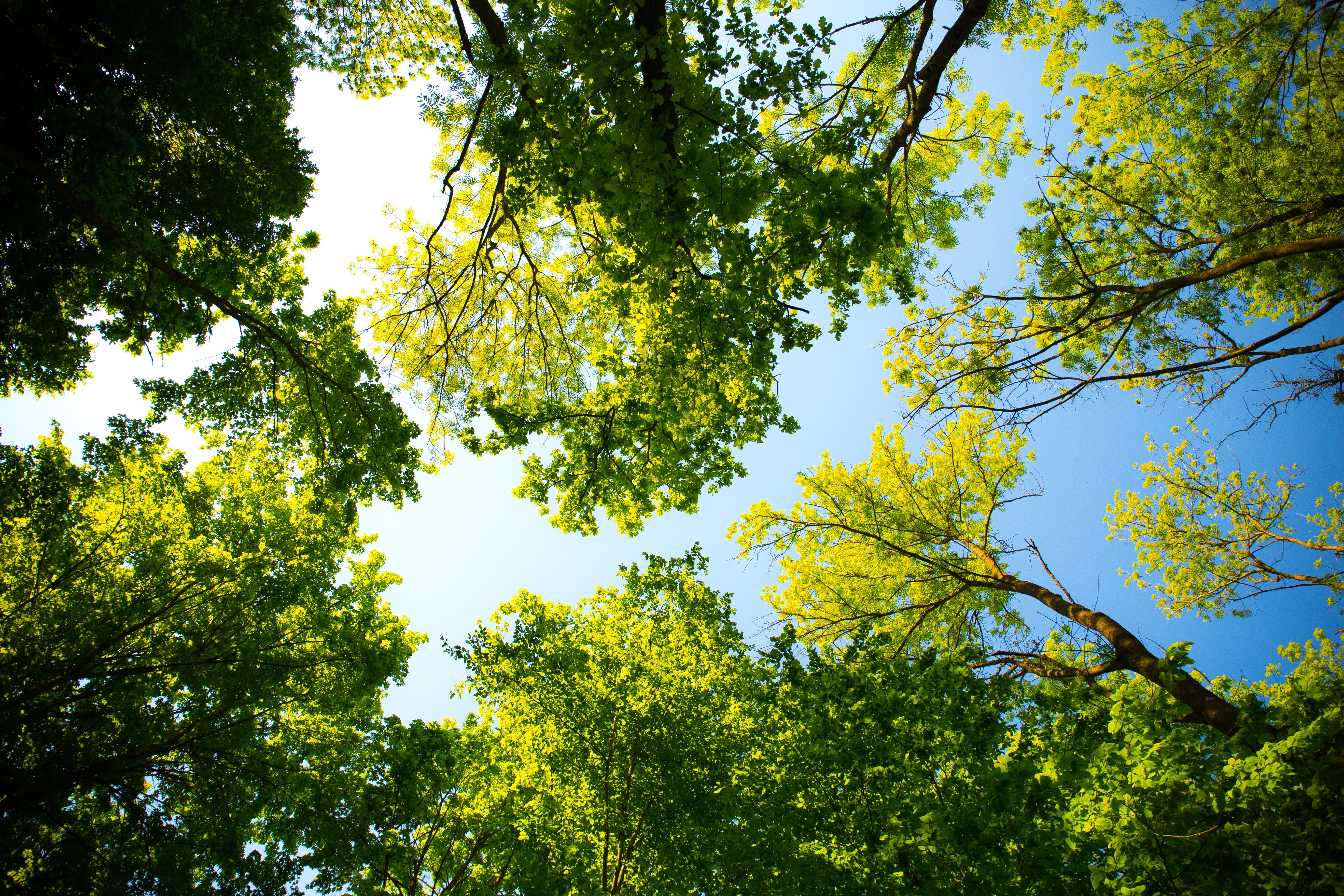4K trees looking up at the sky HD Wallpaper