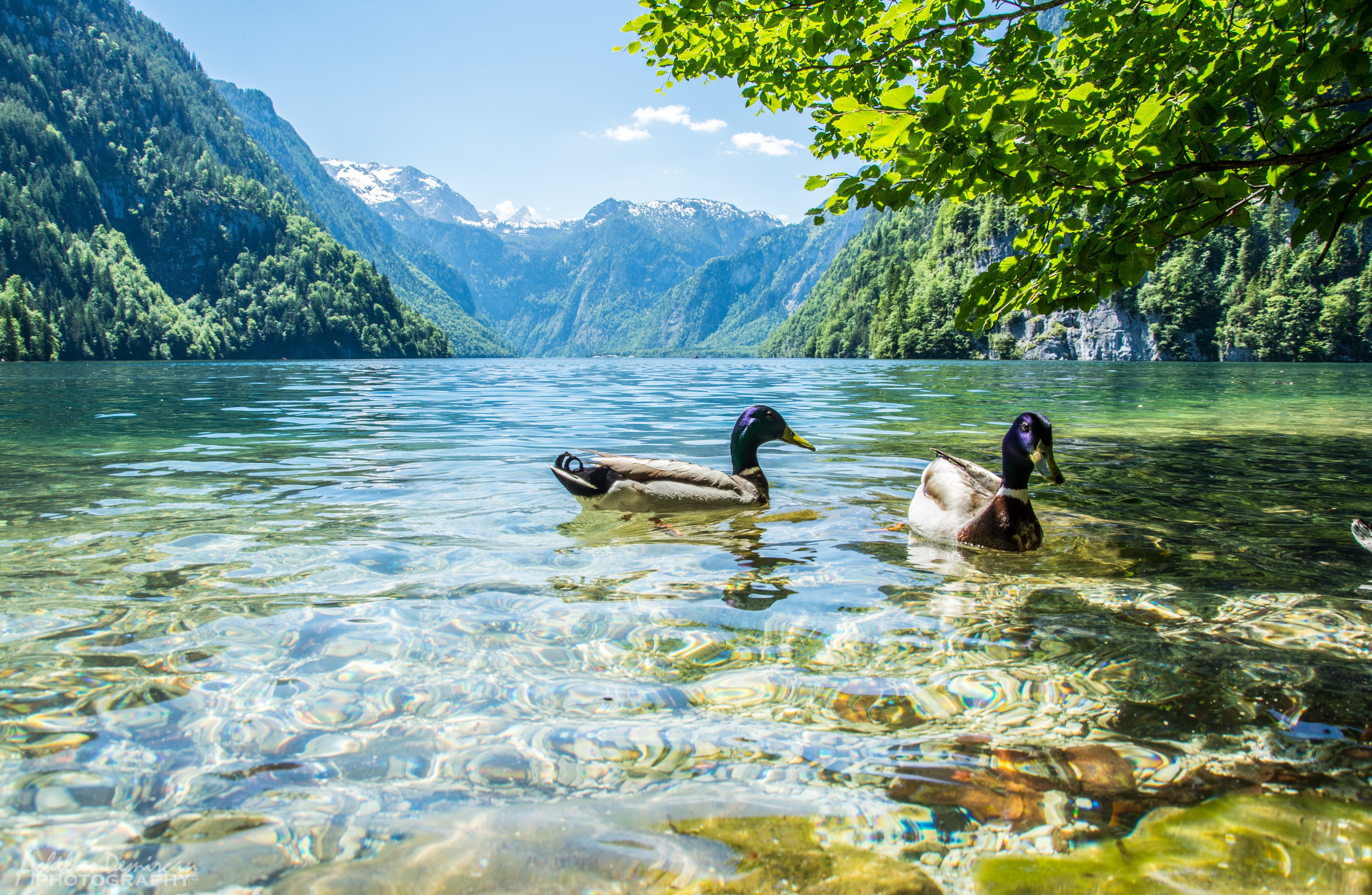 Ducks swimming in a clear lake with mountains HD Wallpaper