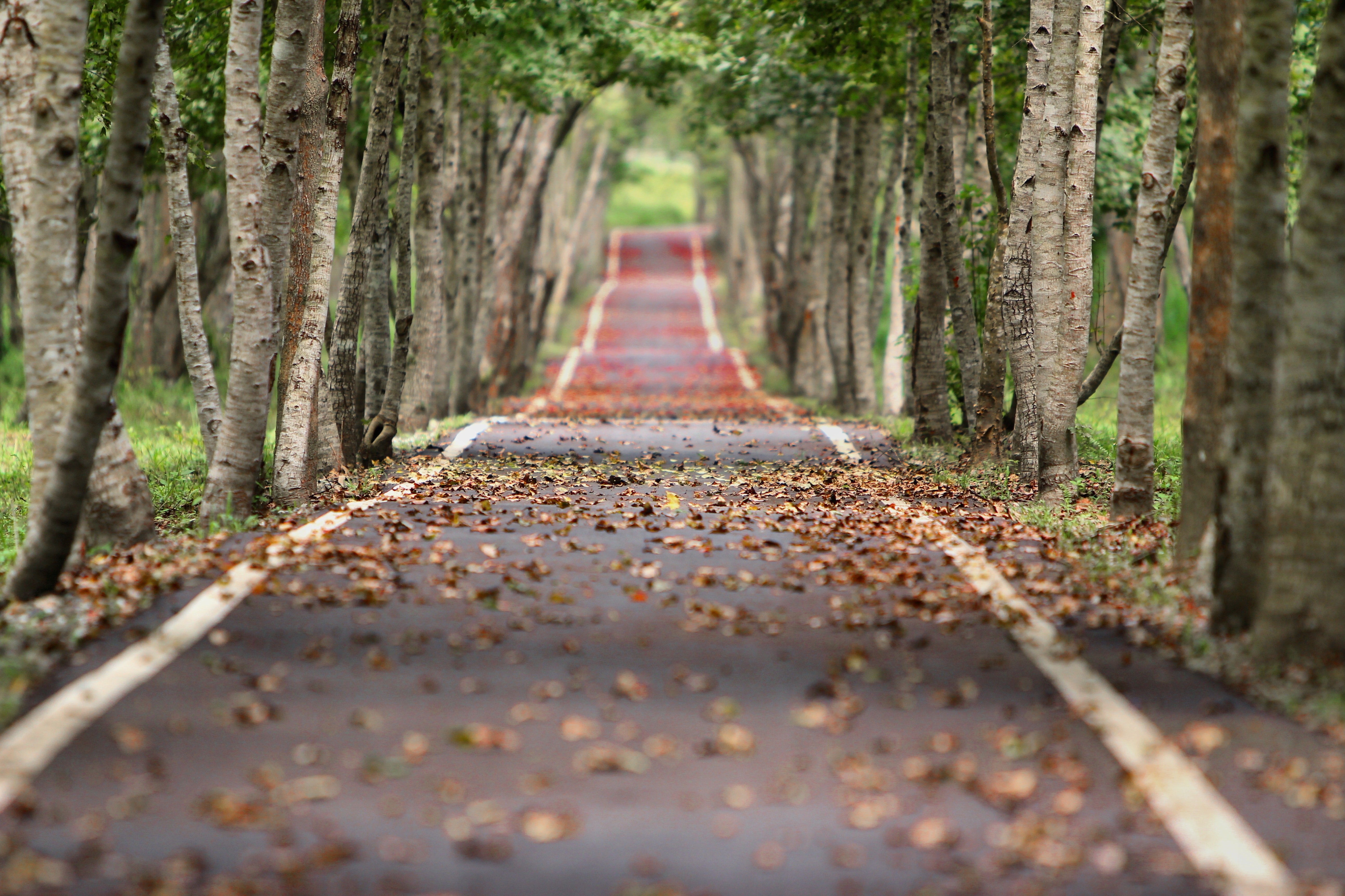 Road lined with trees and fallen leaves HD Wallpaper