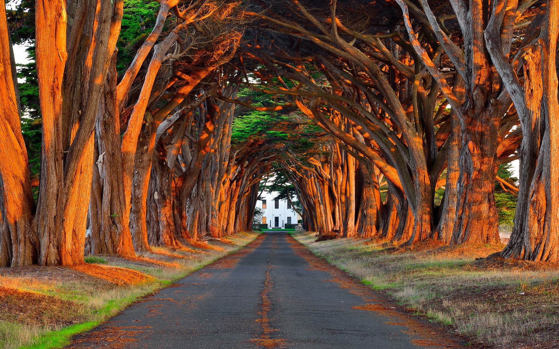 Tree tunnel road leading to a white building HD Wallpaper