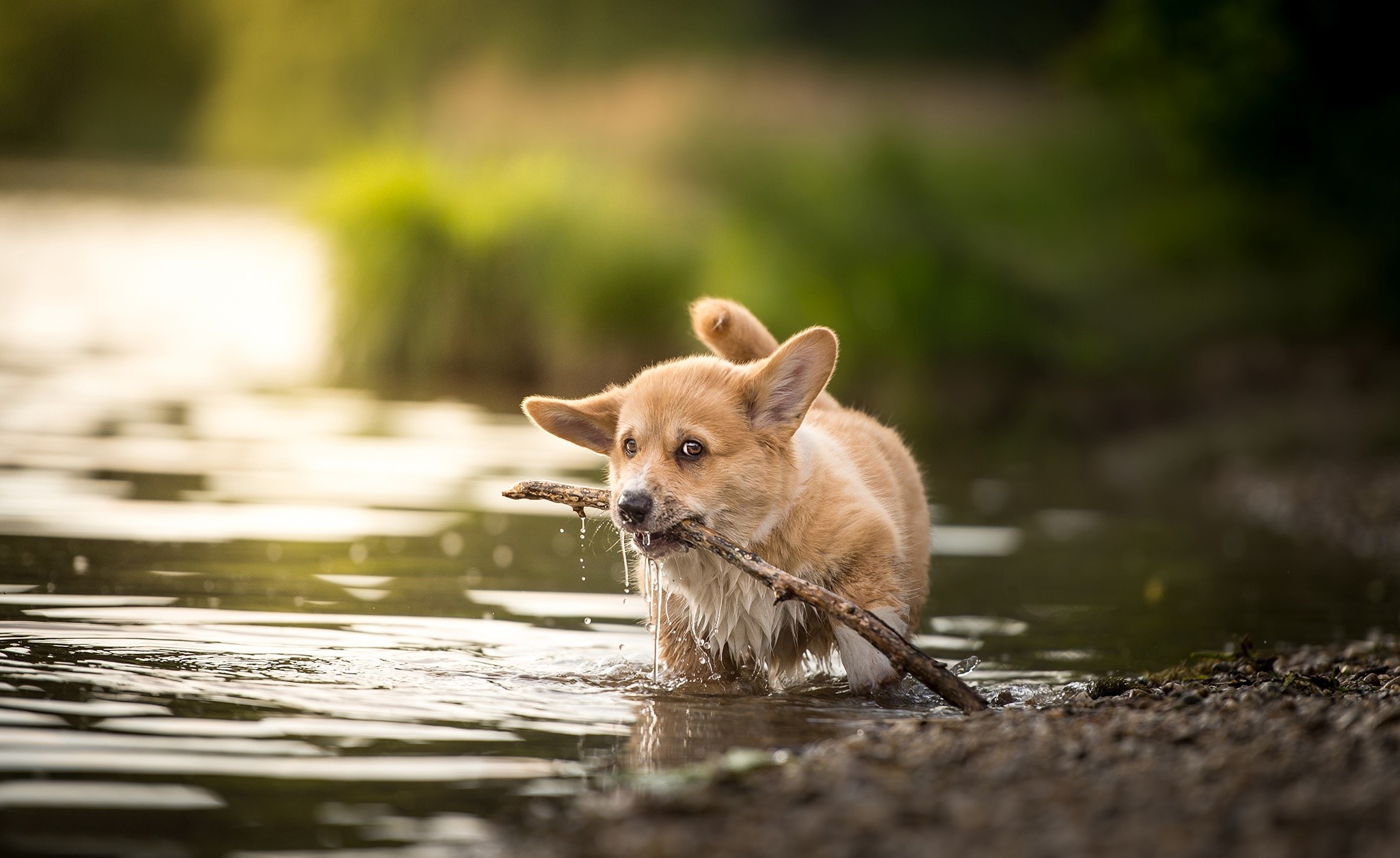 Corgi puppy playing with a stick in the water HD Wallpaper