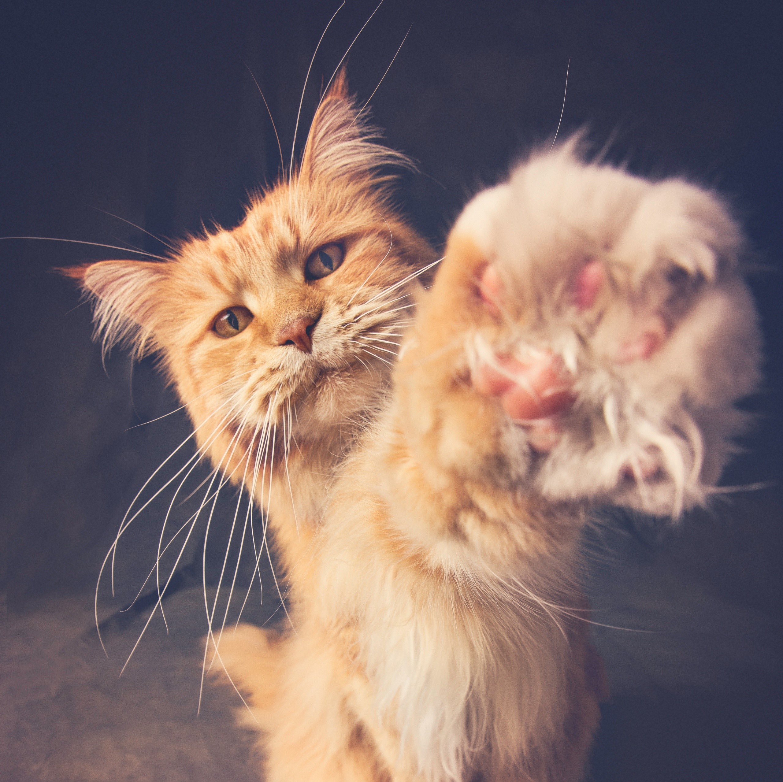 Orange cat with paw extended HD Wallpaper