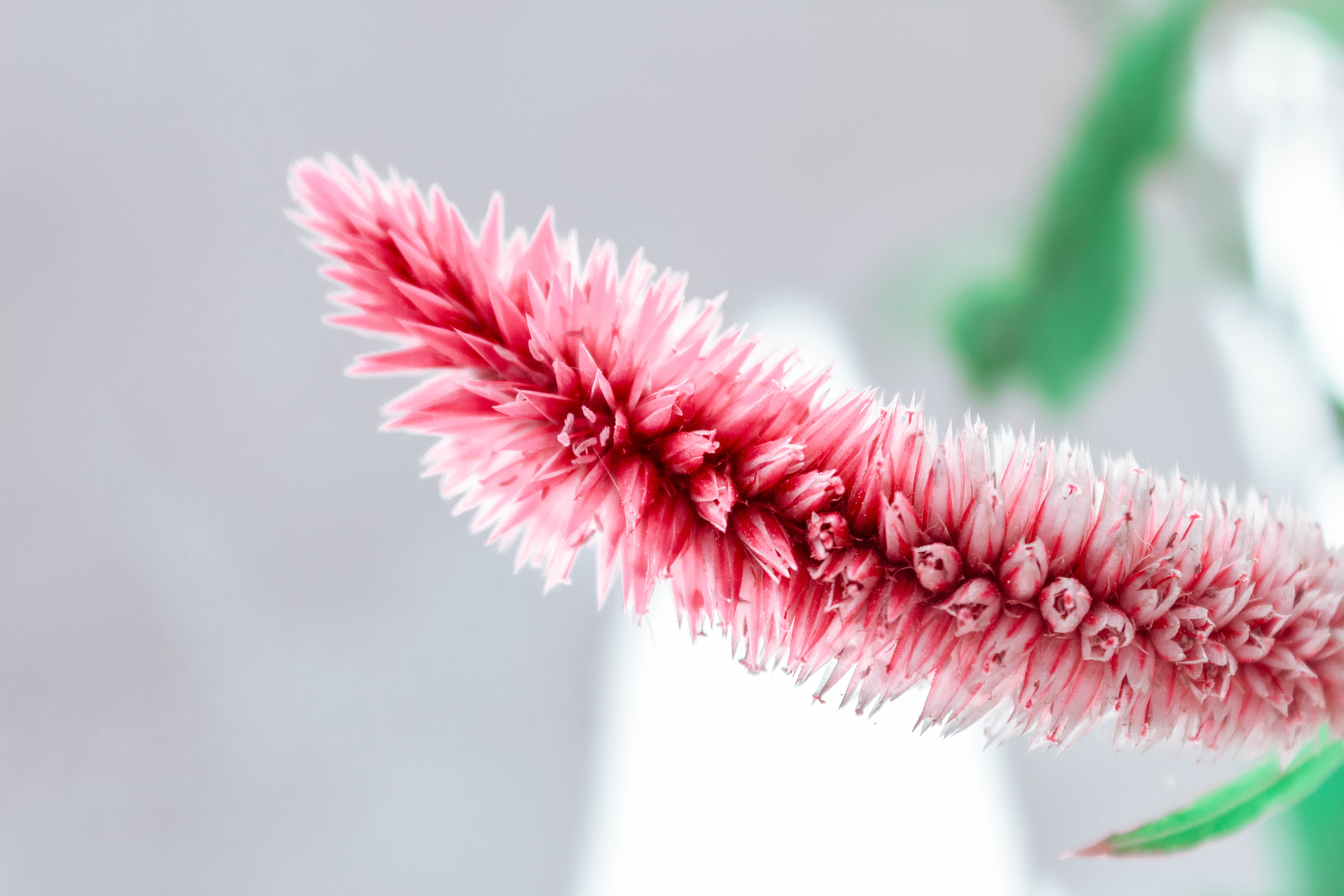 Pink Celosia flower in soft focus HD Wallpaper