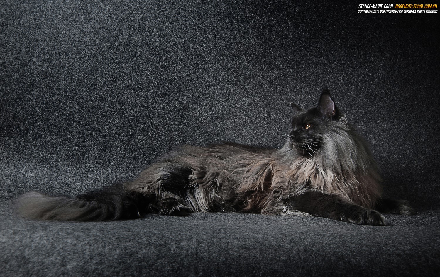 Black Maine Coon Cat Lying Down HD Wallpaper