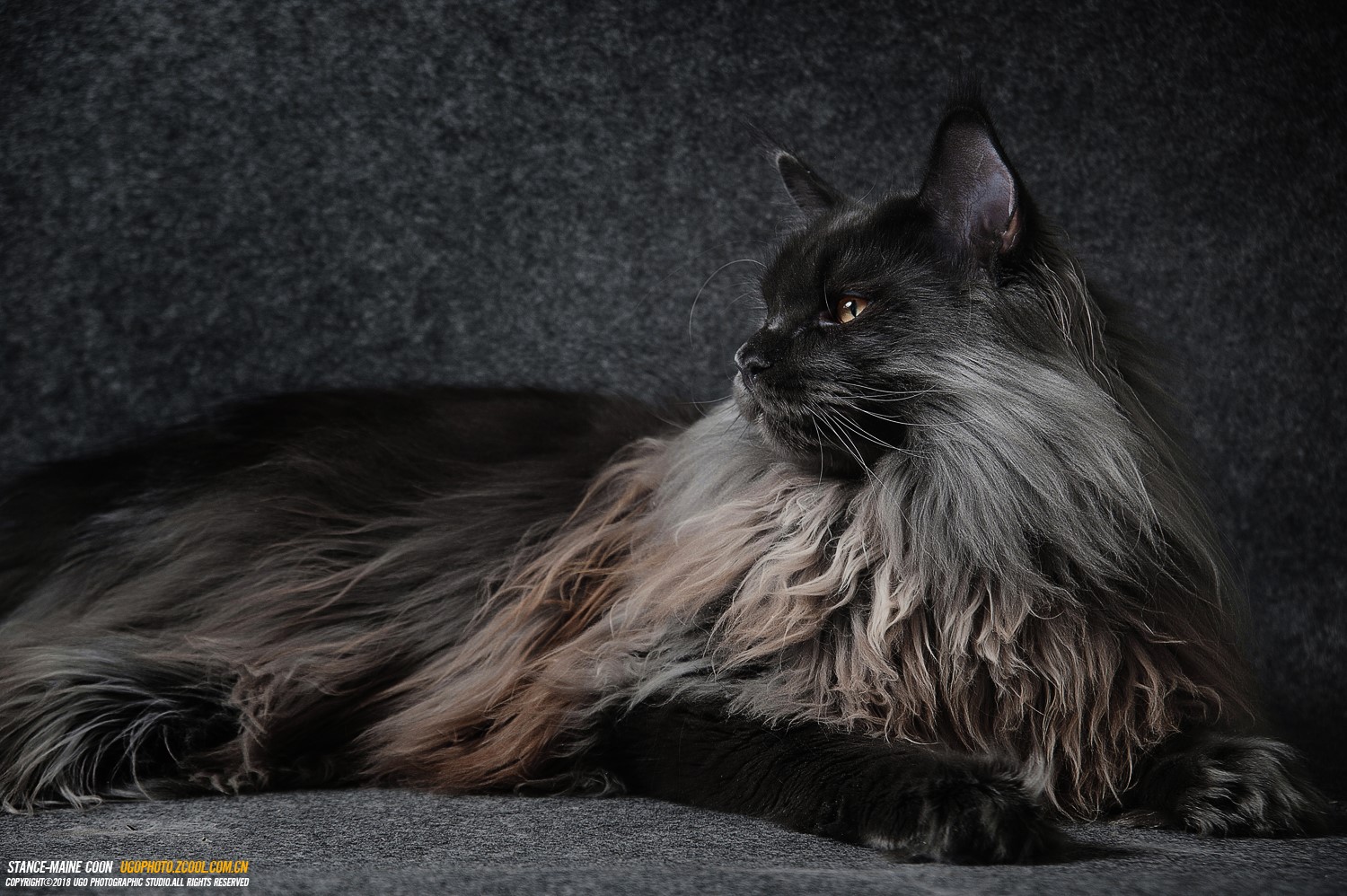 Maine Coon Cat with Fluffy Fur HD Wallpaper