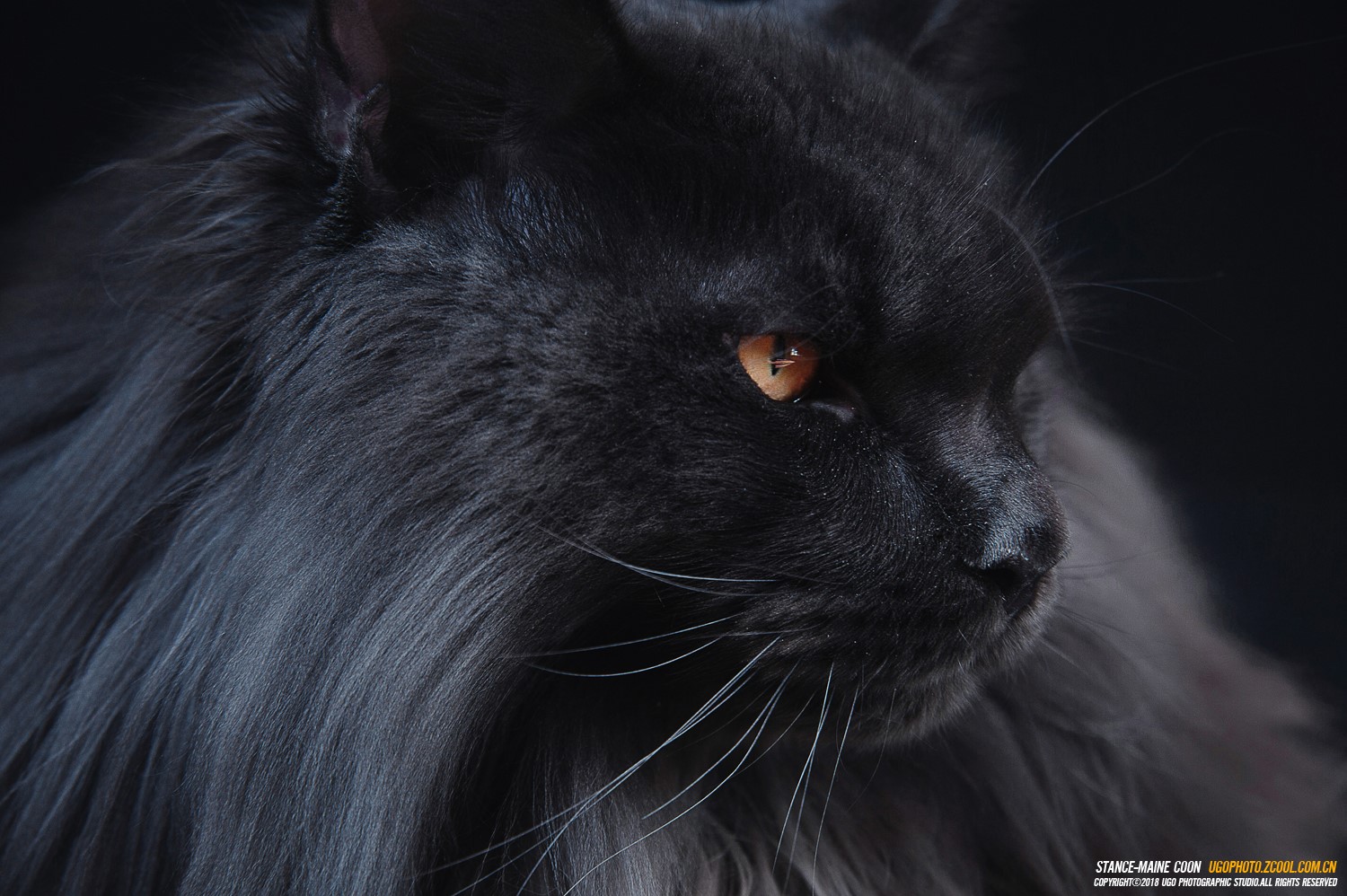 Black Maine Coon cat with amber eyes HD Wallpaper