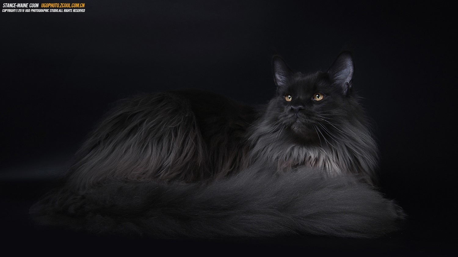 Black Maine Coon cat with yellow eyes HD Wallpaper