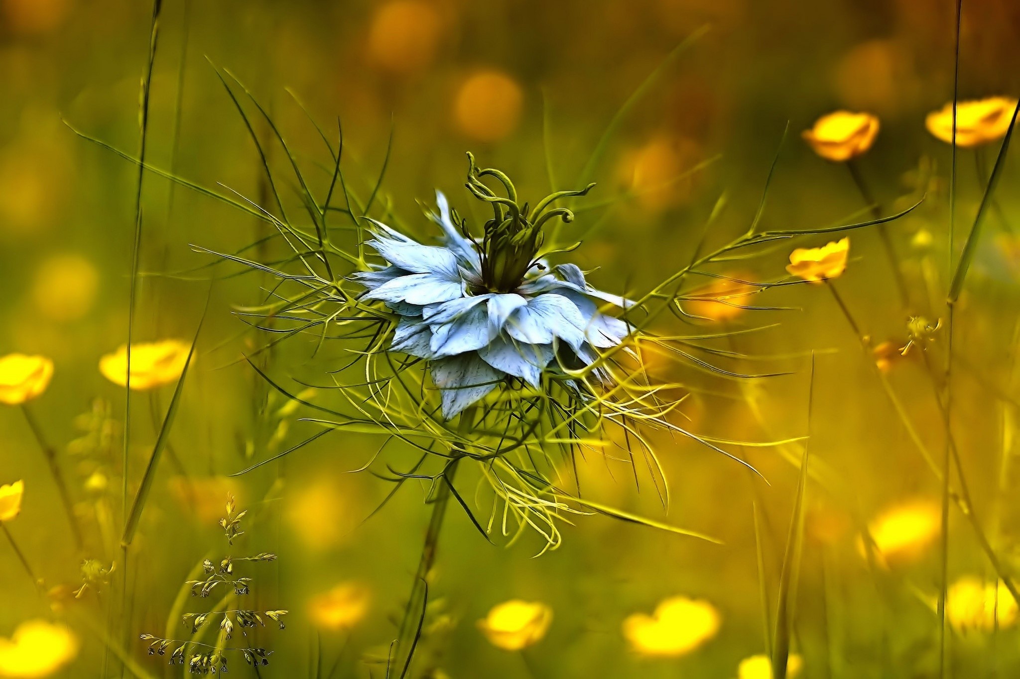 Close-up of a blue flower with yellow flowers in the background HD Wallpaper