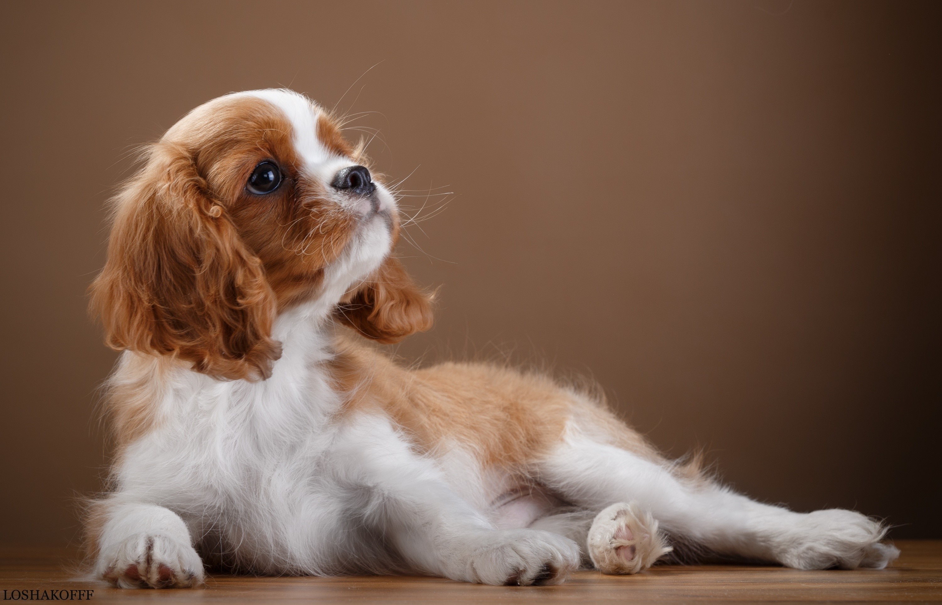 Cavalier King Charles Spaniel puppy looking up HD Wallpaper