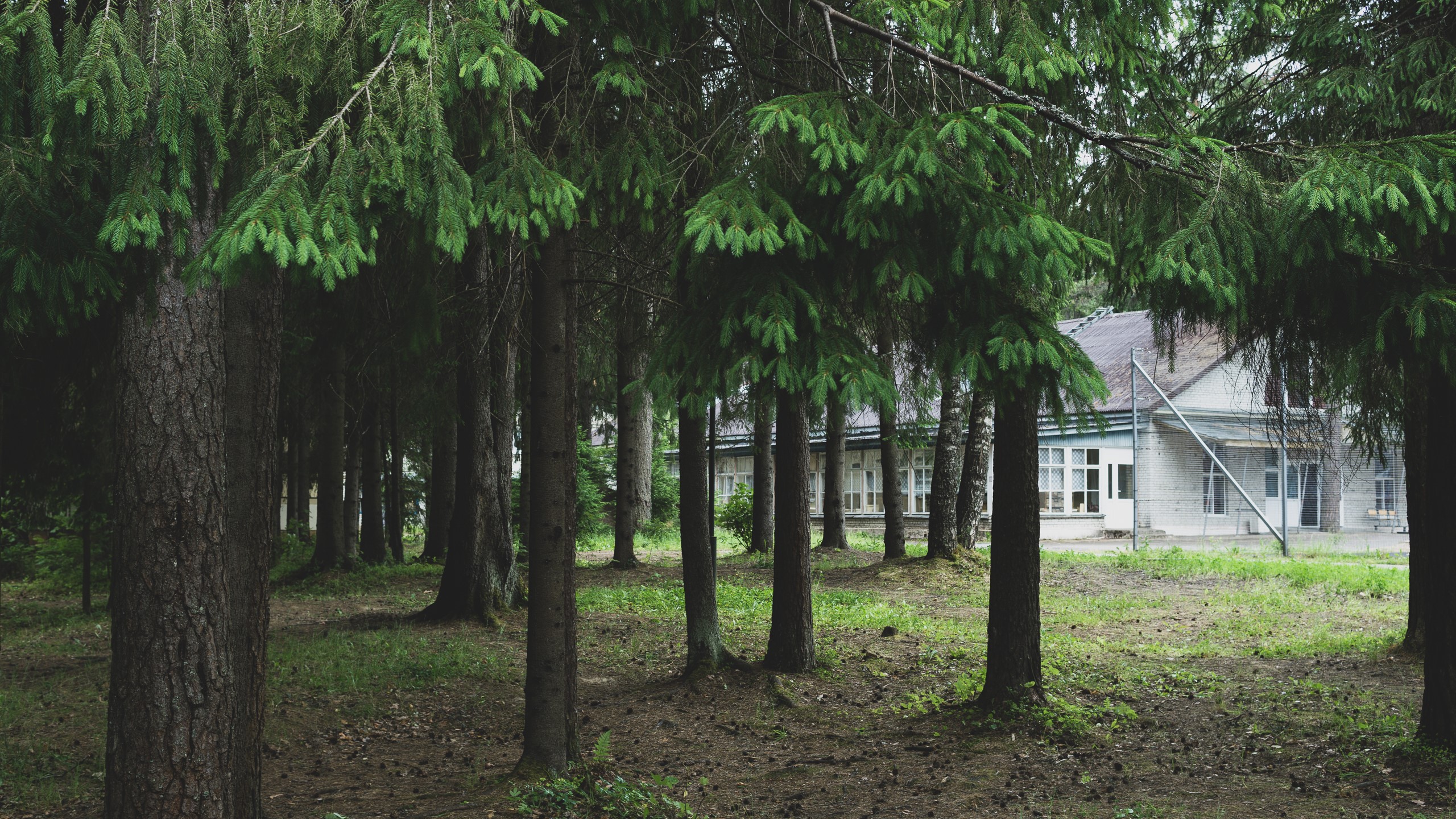 Building in a forest with pine trees HD Wallpaper
