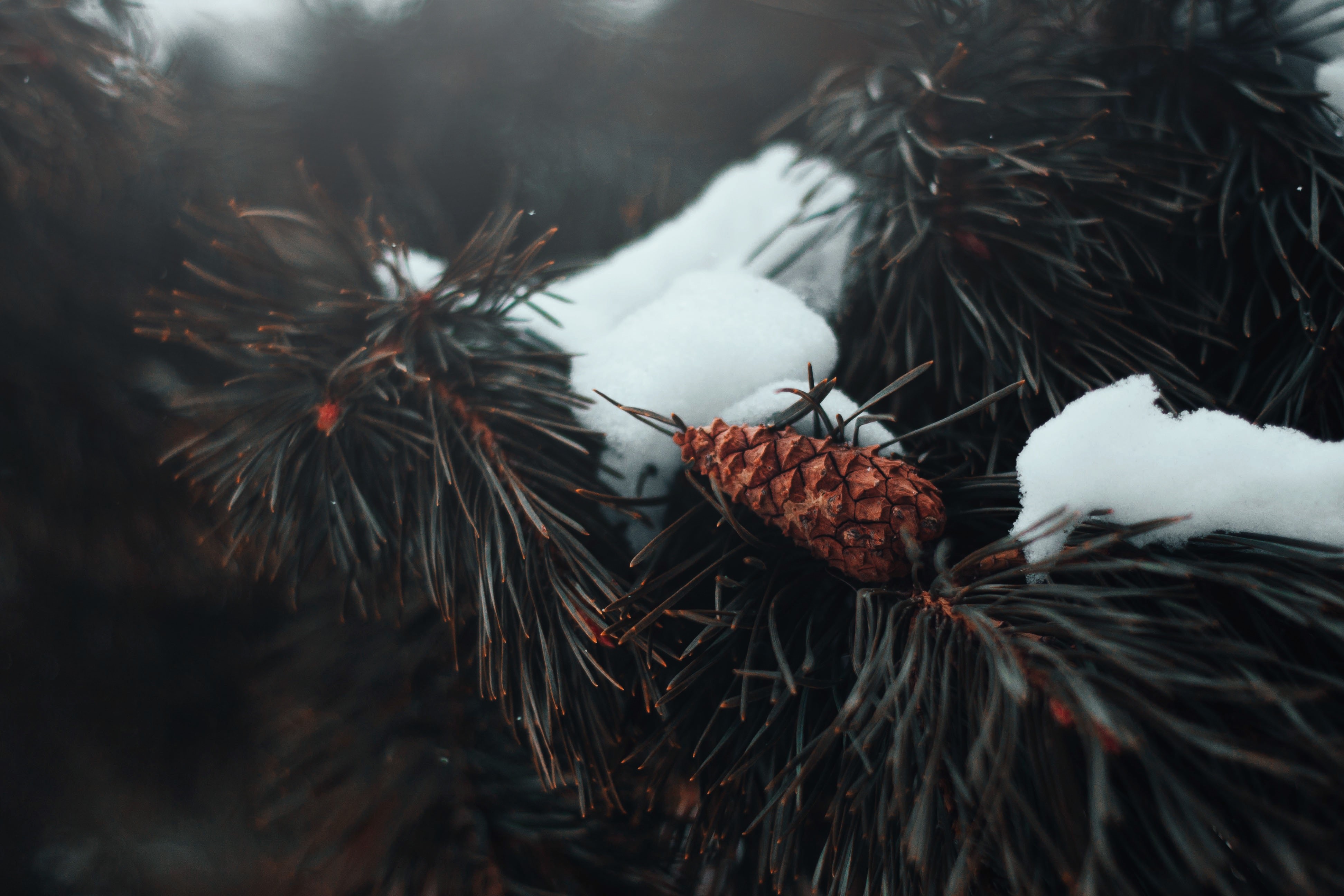 Pine cone on a snow-covered pine branch HD Wallpaper