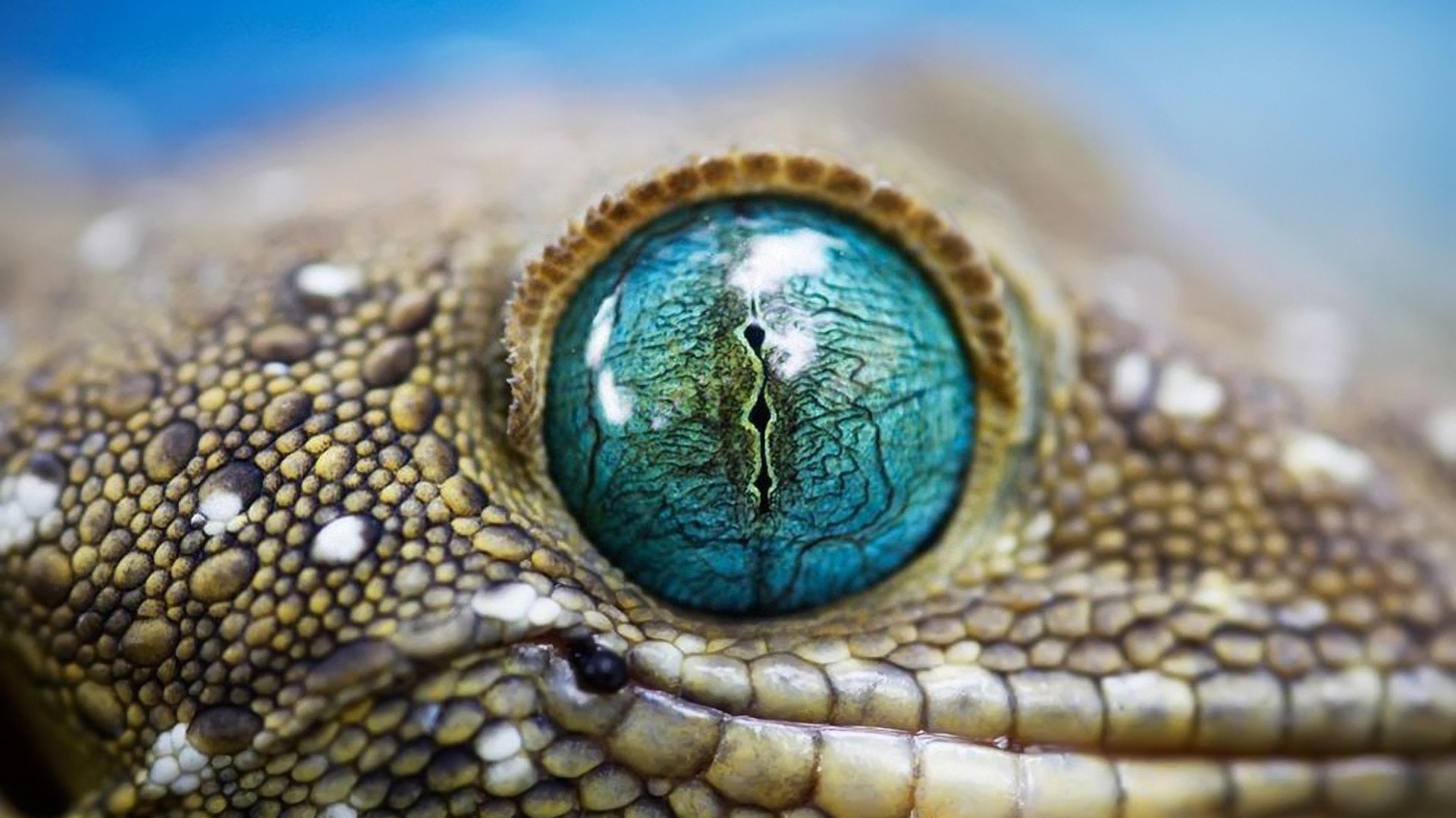 Close-up of a gecko's vibrant blue eye HD Wallpaper
