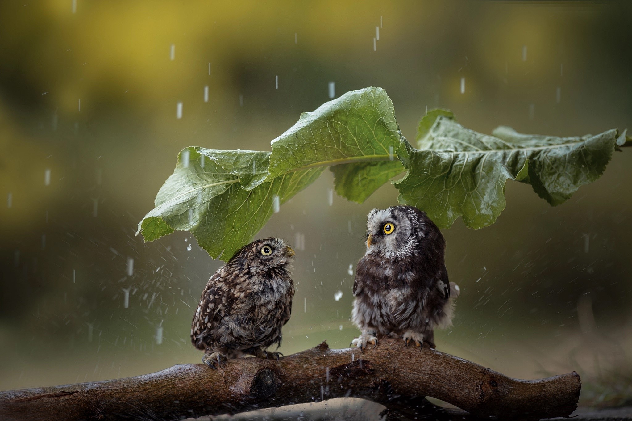 Two owls sheltering from rain under a leaf HD Wallpaper