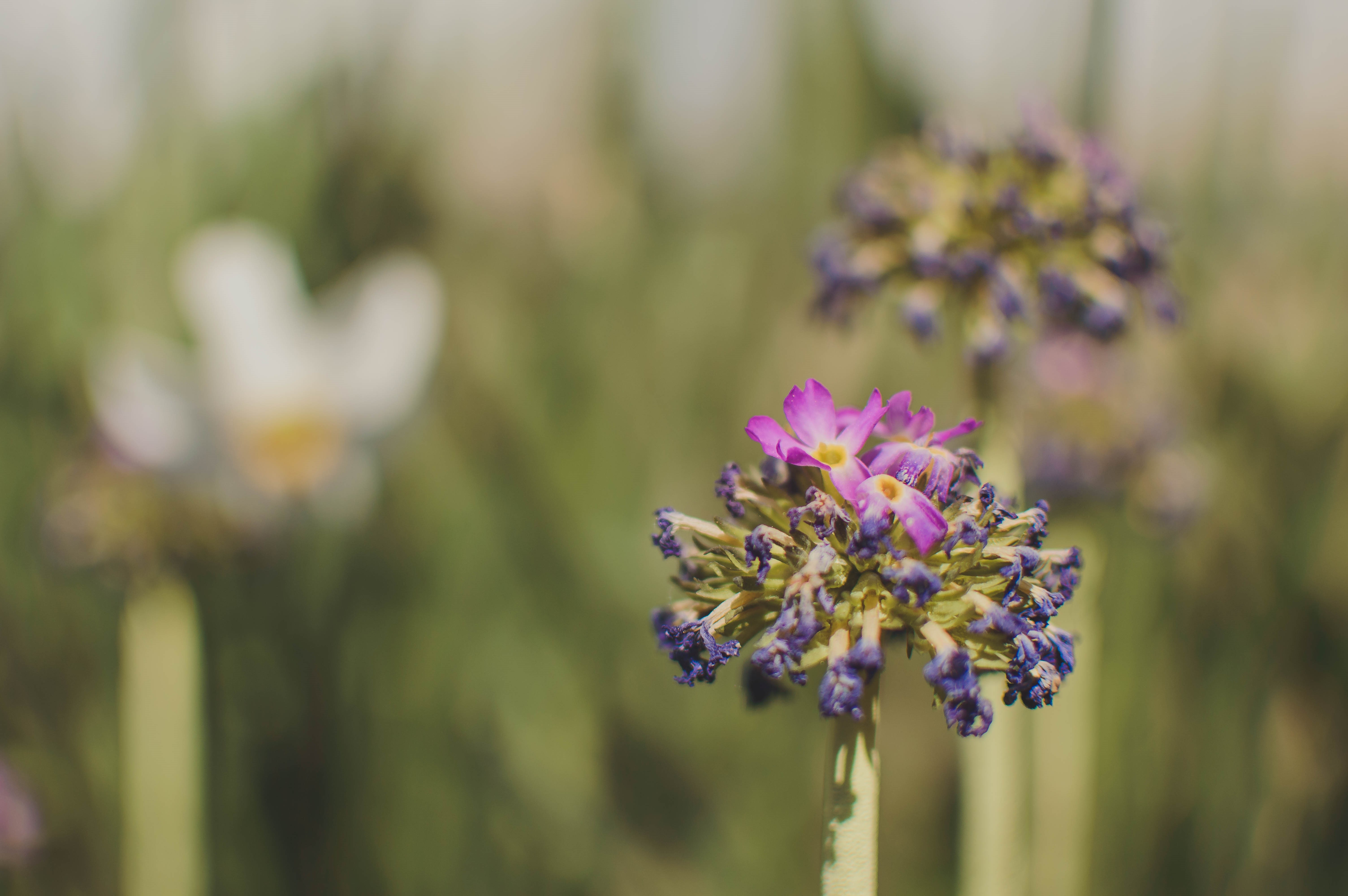 Purple and white flowers in nature HD Wallpaper