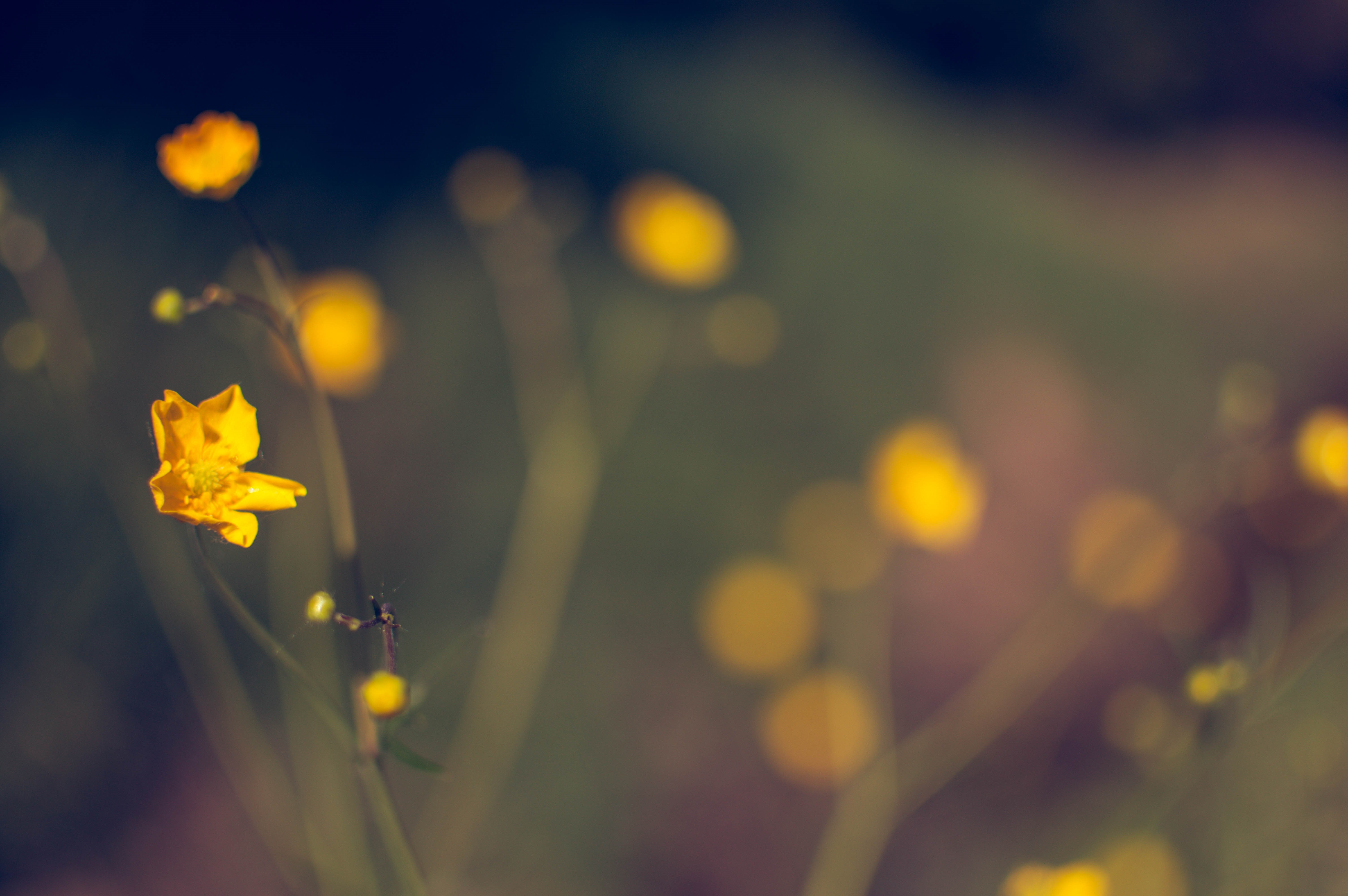Yellow flowers with bokeh effect HD Wallpaper