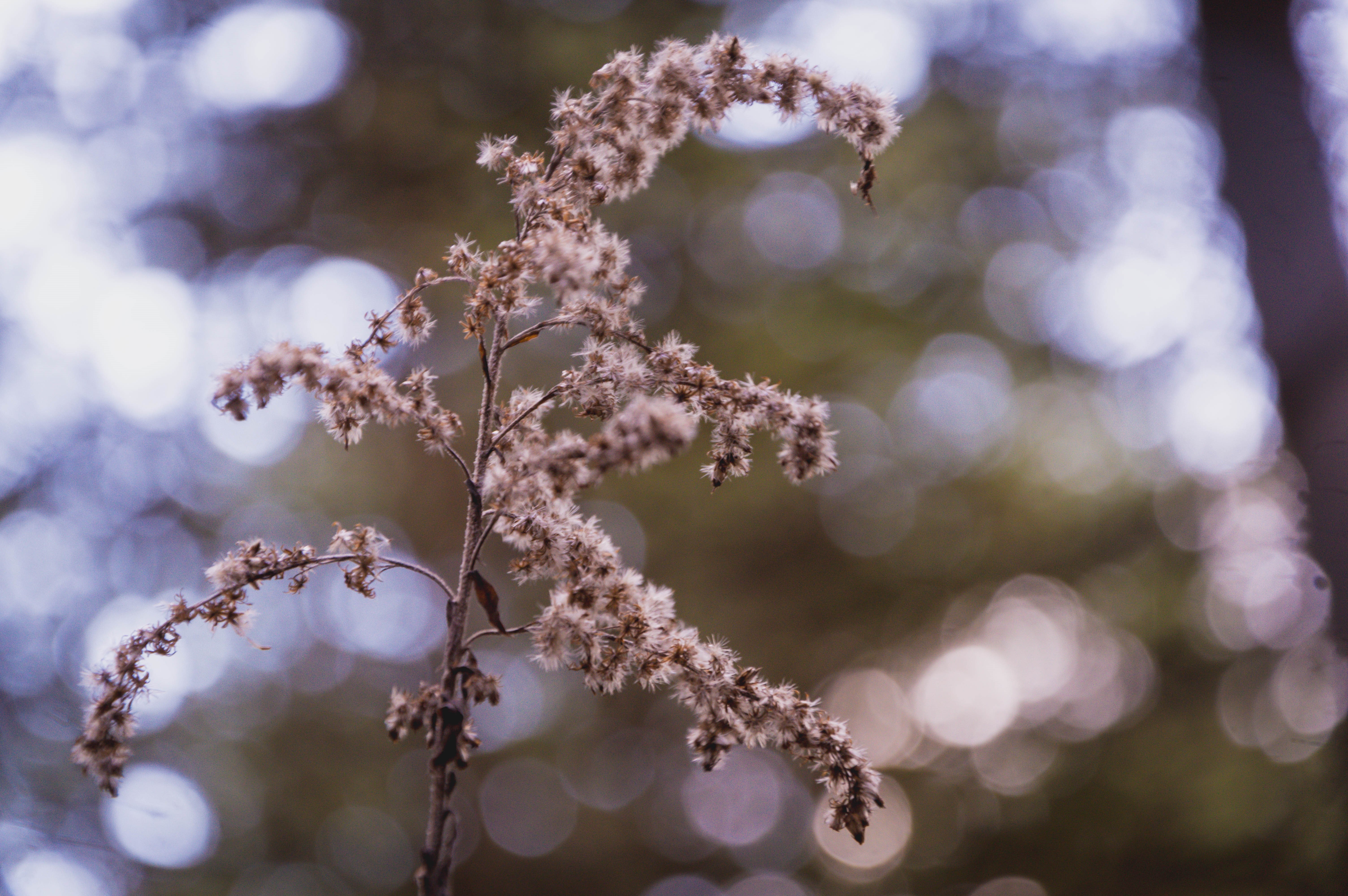 4K nature wood bokeh forest HD Wallpaper