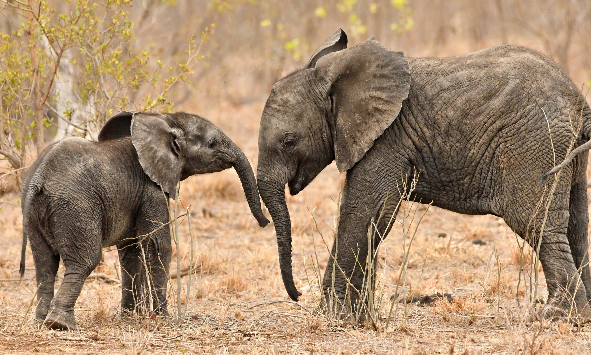 Two elephants, one adult and one baby, in a dry field HD Wallpaper