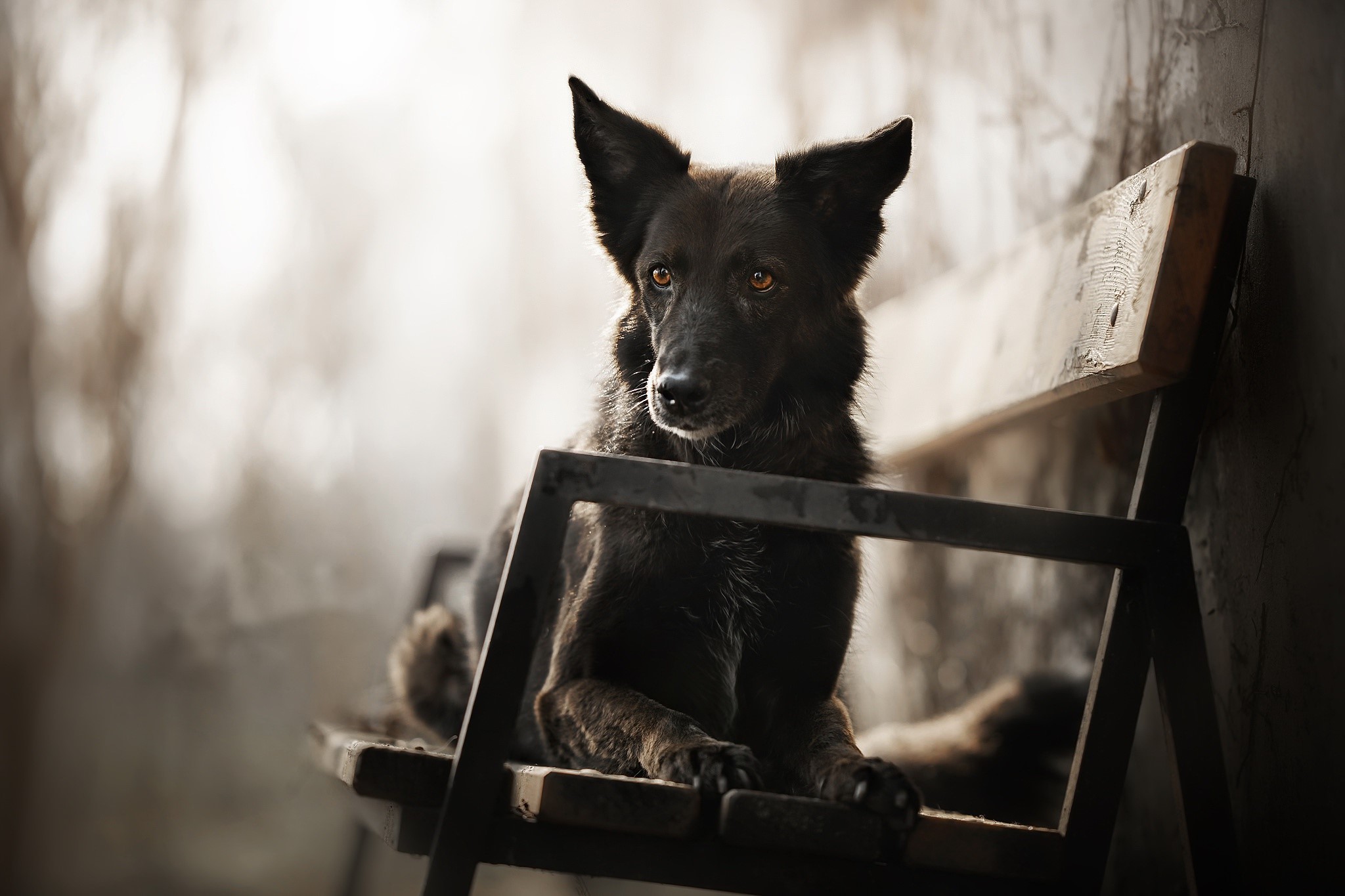 A dark-colored dog rests on a wooden bench HD Wallpaper
