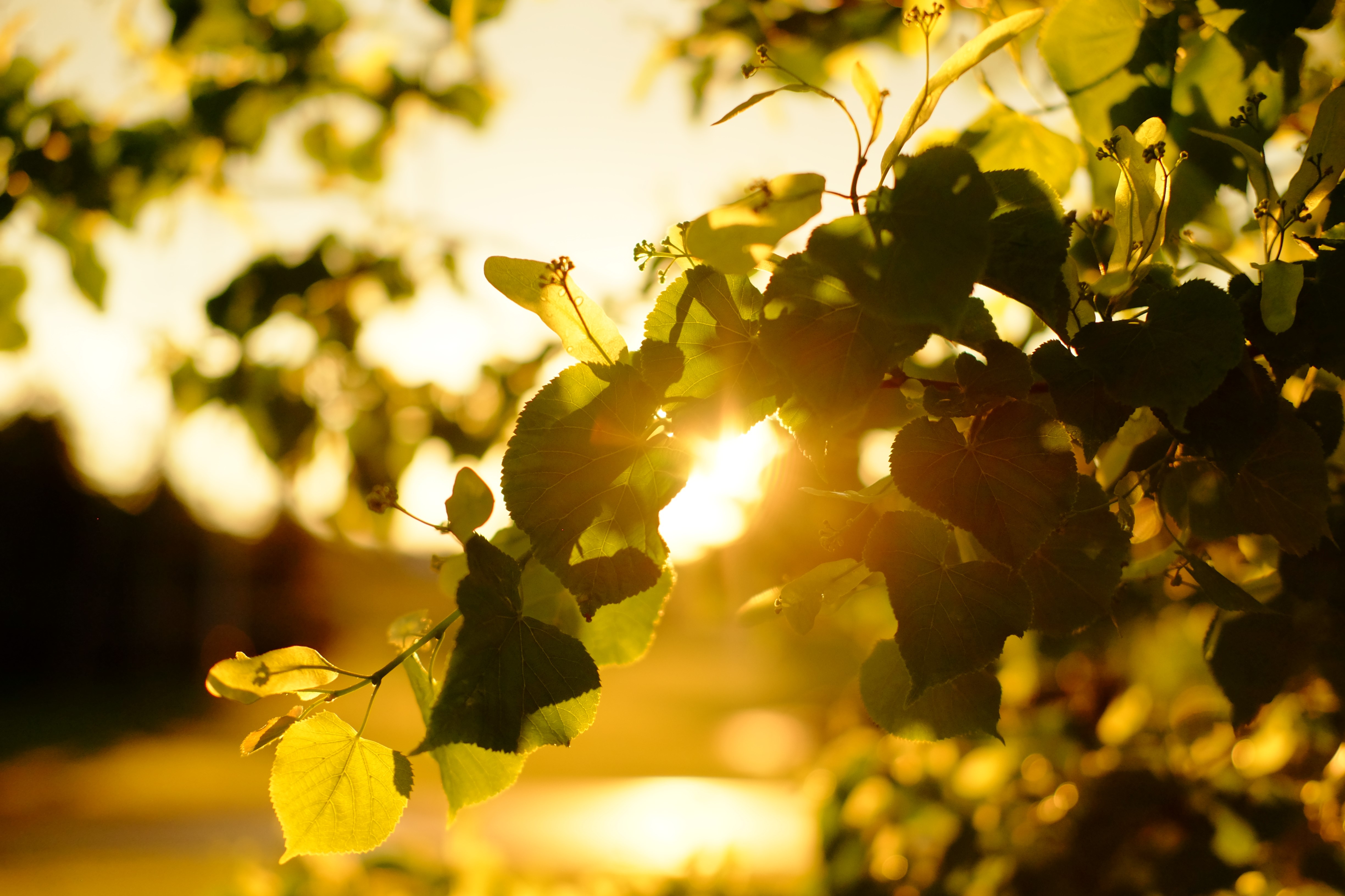 Sunlight filtering through green leaves outdoors HD Wallpaper
