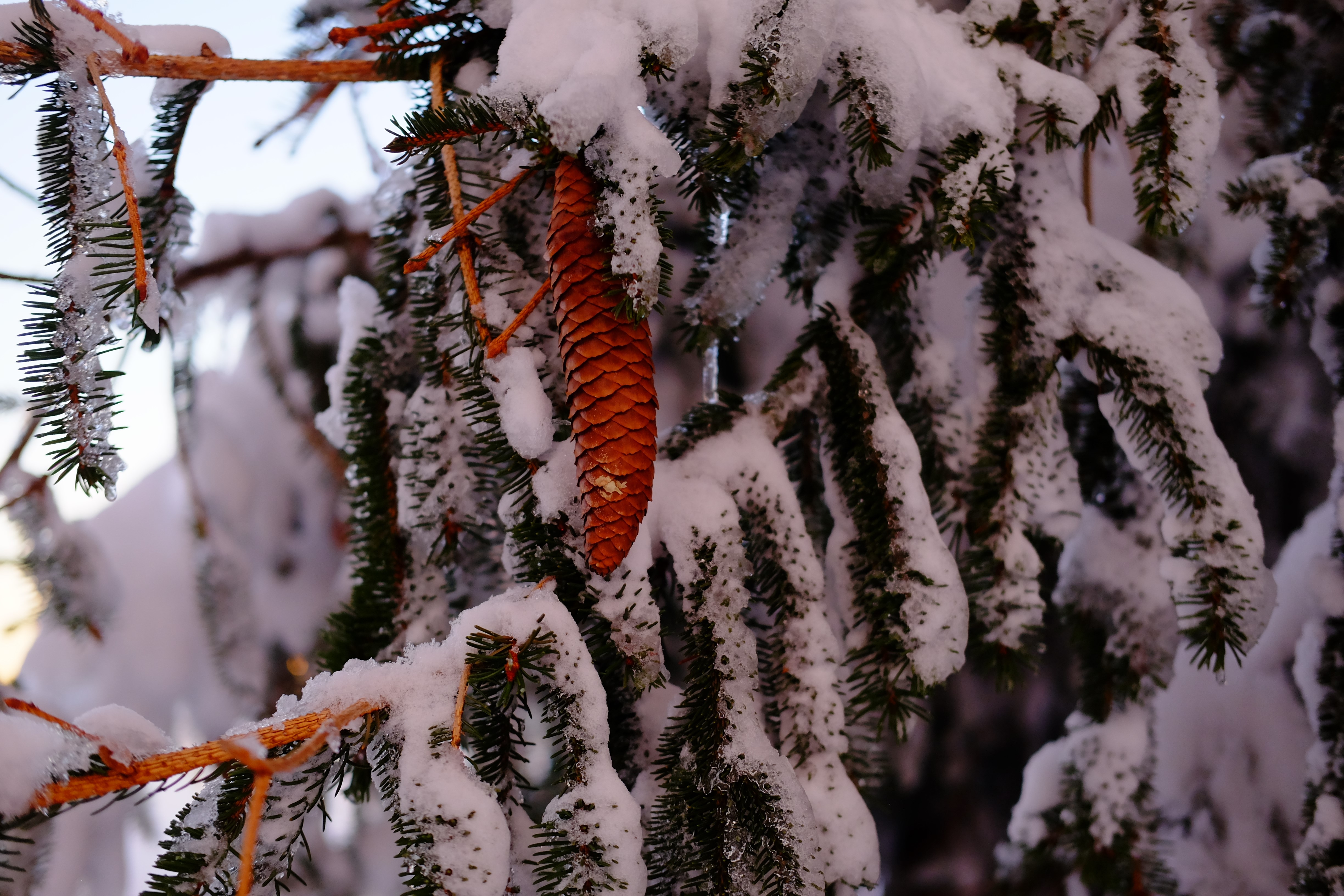Pine tree branch with snow and pinecone HD Wallpaper