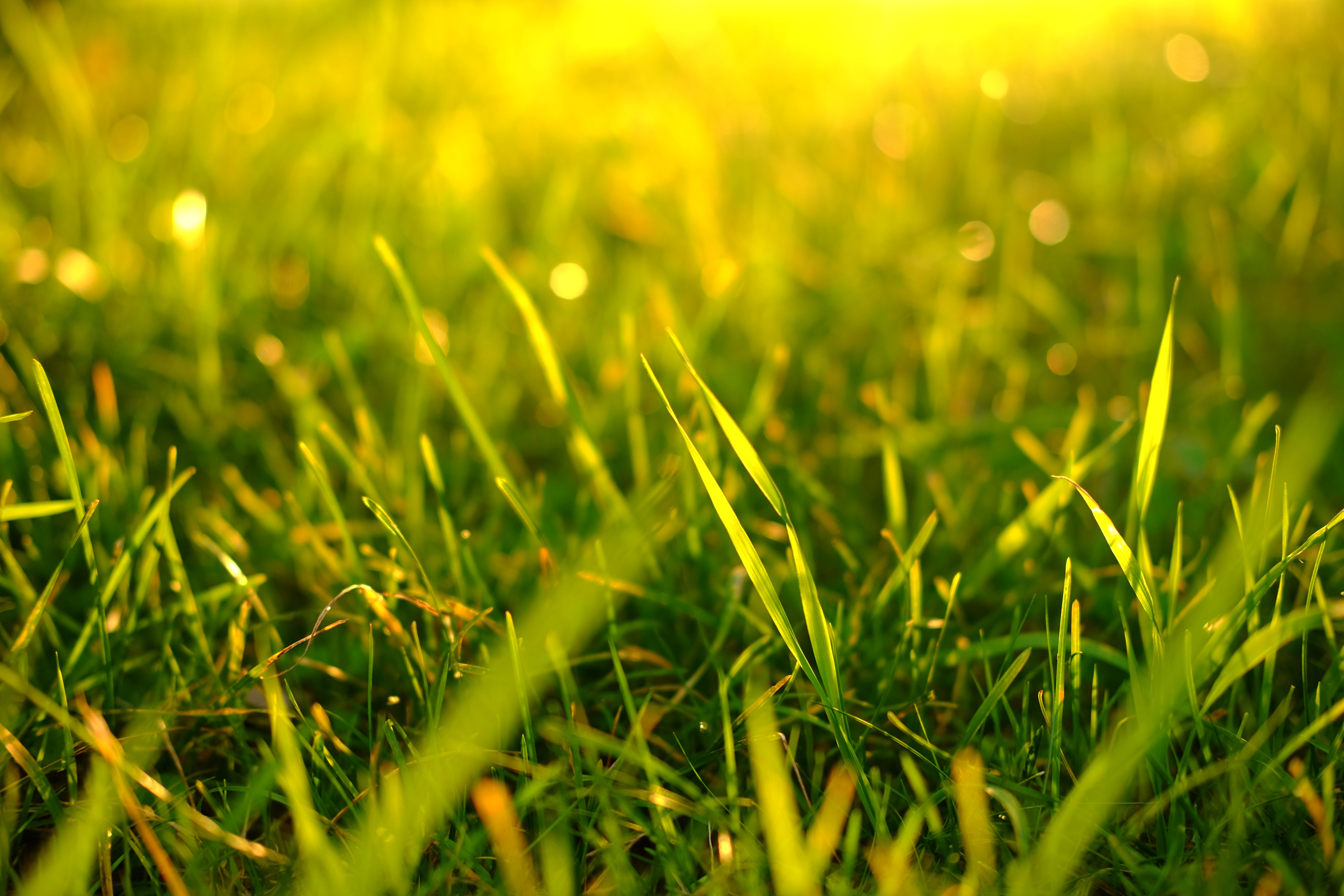 Macro view of green grass with sunlight HD Wallpaper