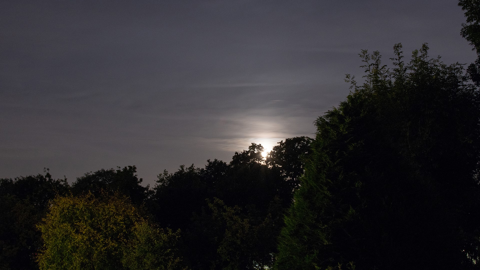 Moon behind trees at night HD Wallpaper