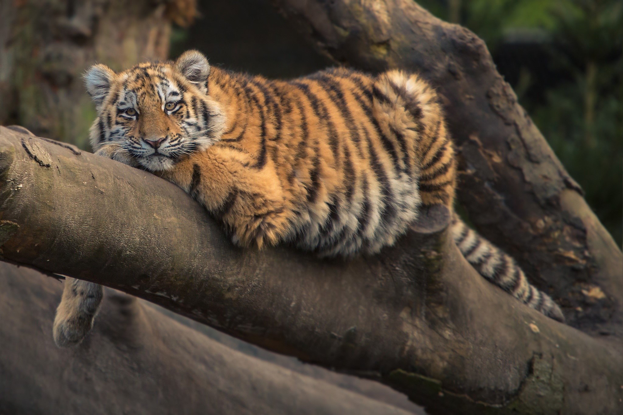 Tiger cub resting on a tree branch HD Wallpaper