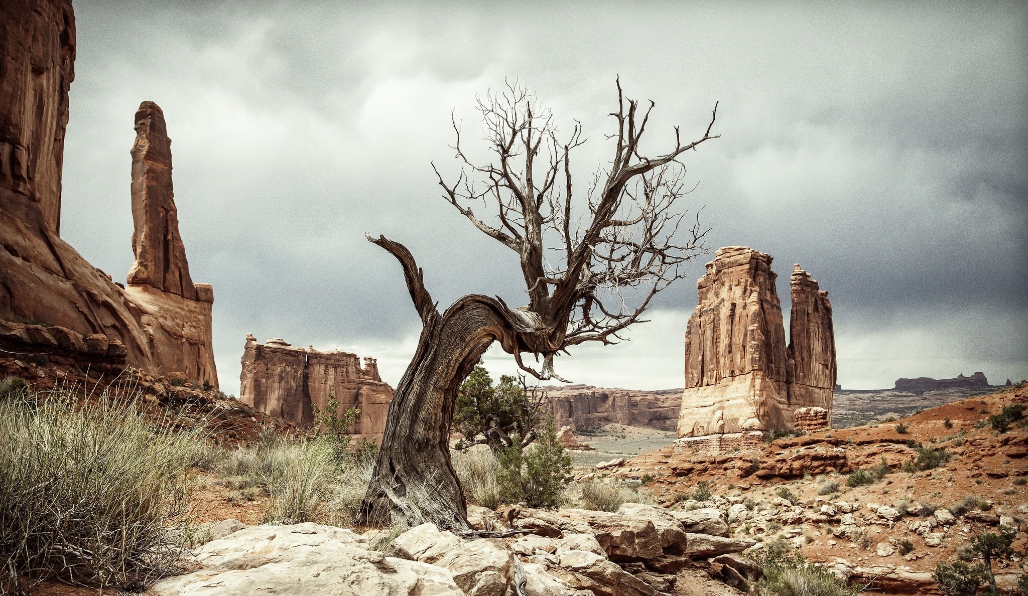 Dead tree in Arches National Park, Utah, USA HD Wallpaper