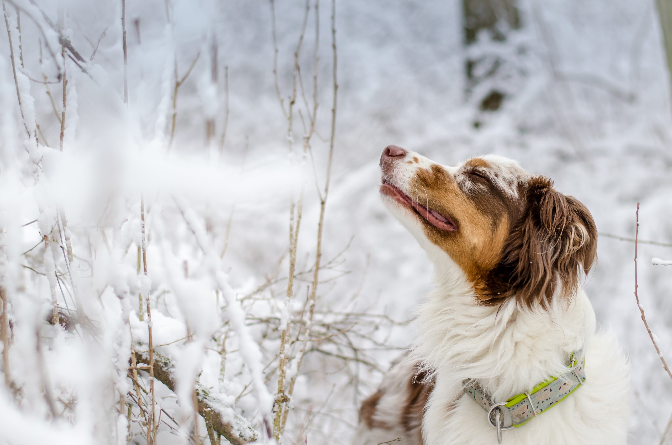 Dog in the snow HD Wallpaper