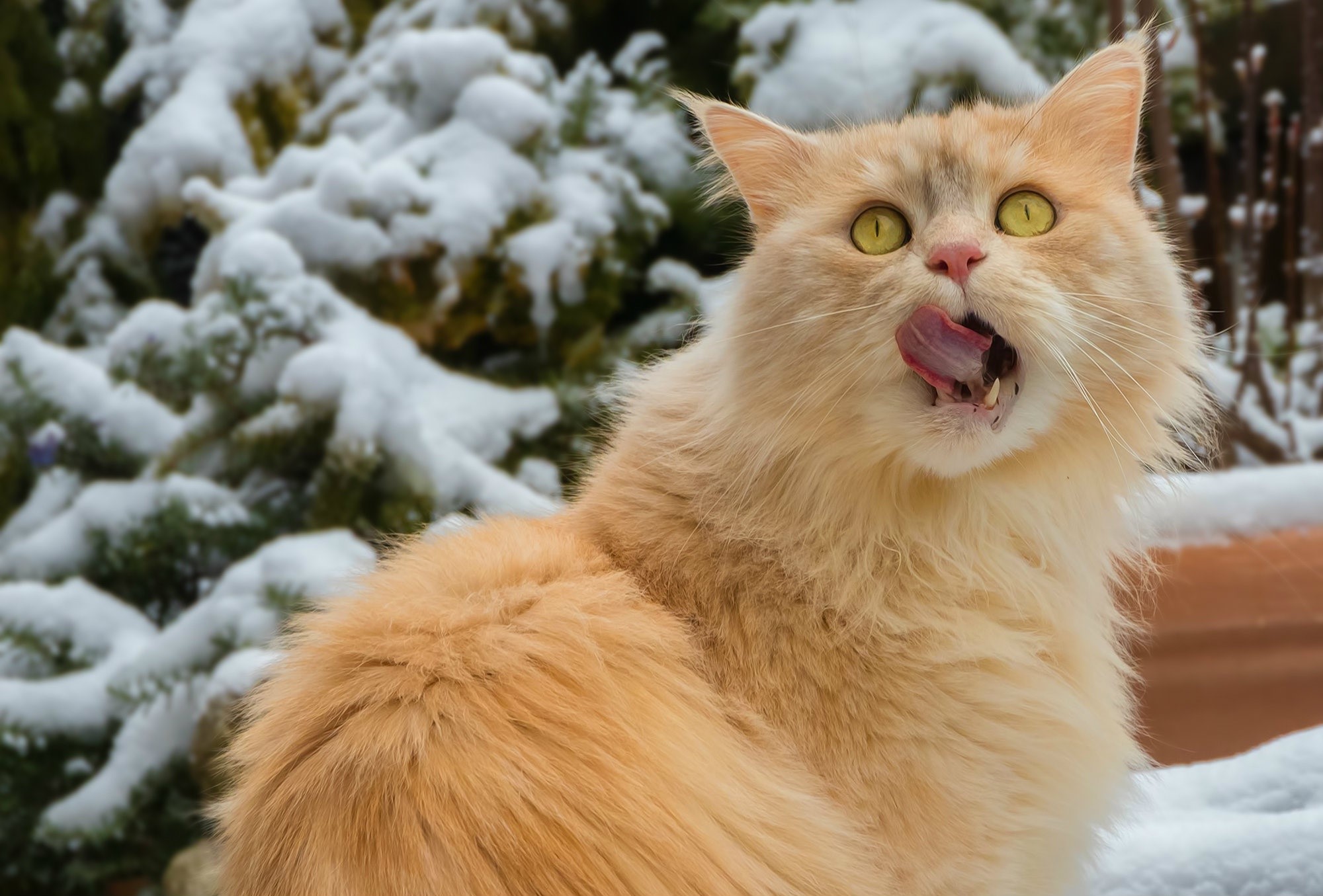 Orange cat with tongue out in snow HD Wallpaper