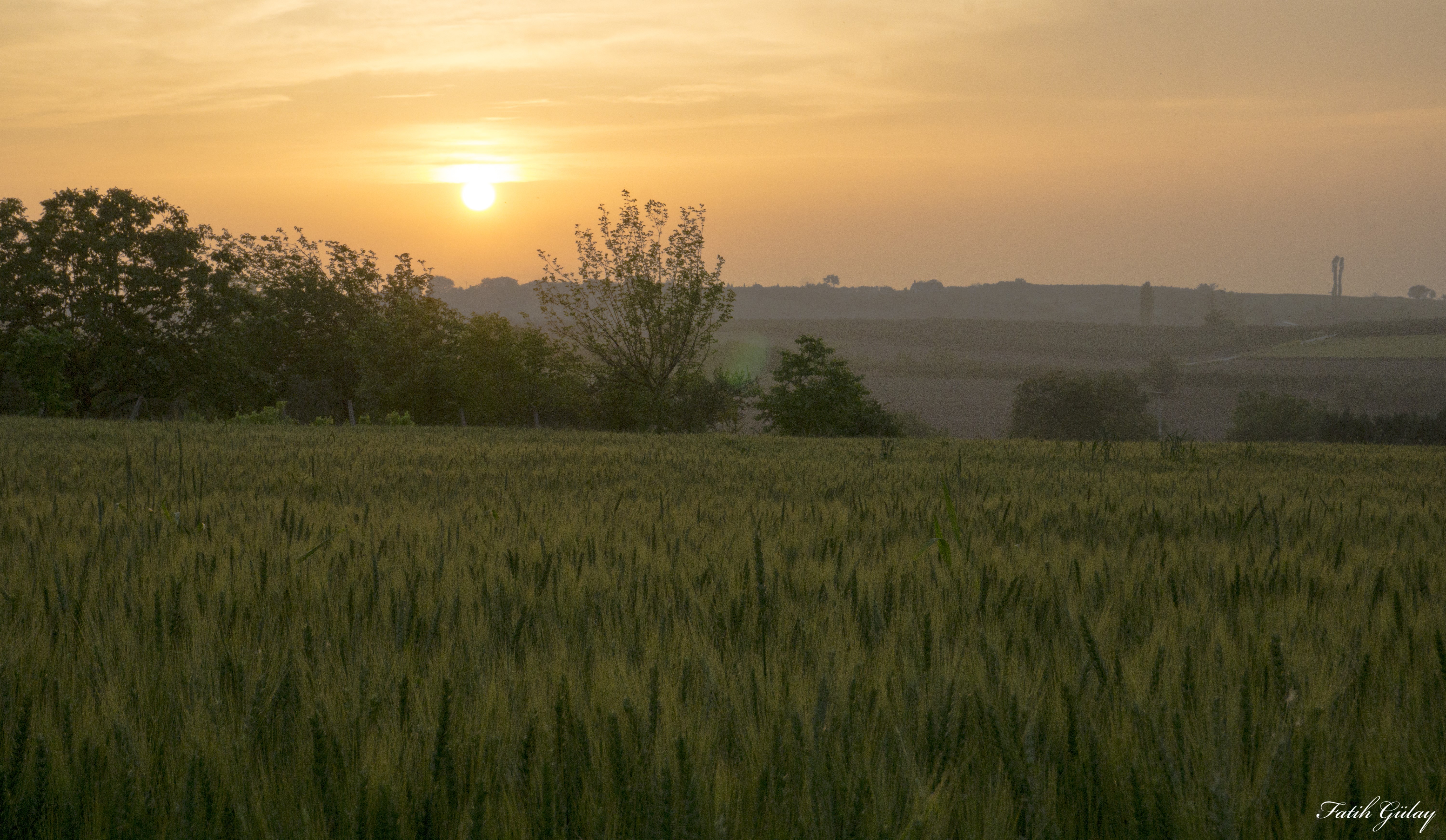 Wheat field at sunset HD Wallpaper