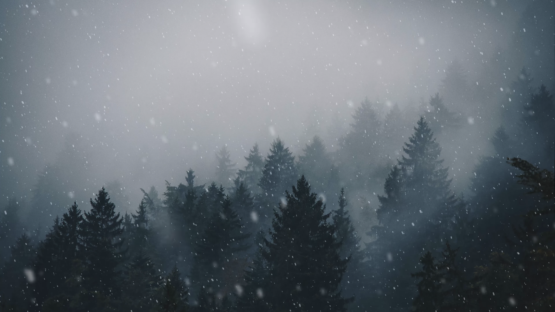 Snowing forest with mist and pine trees HD Wallpaper