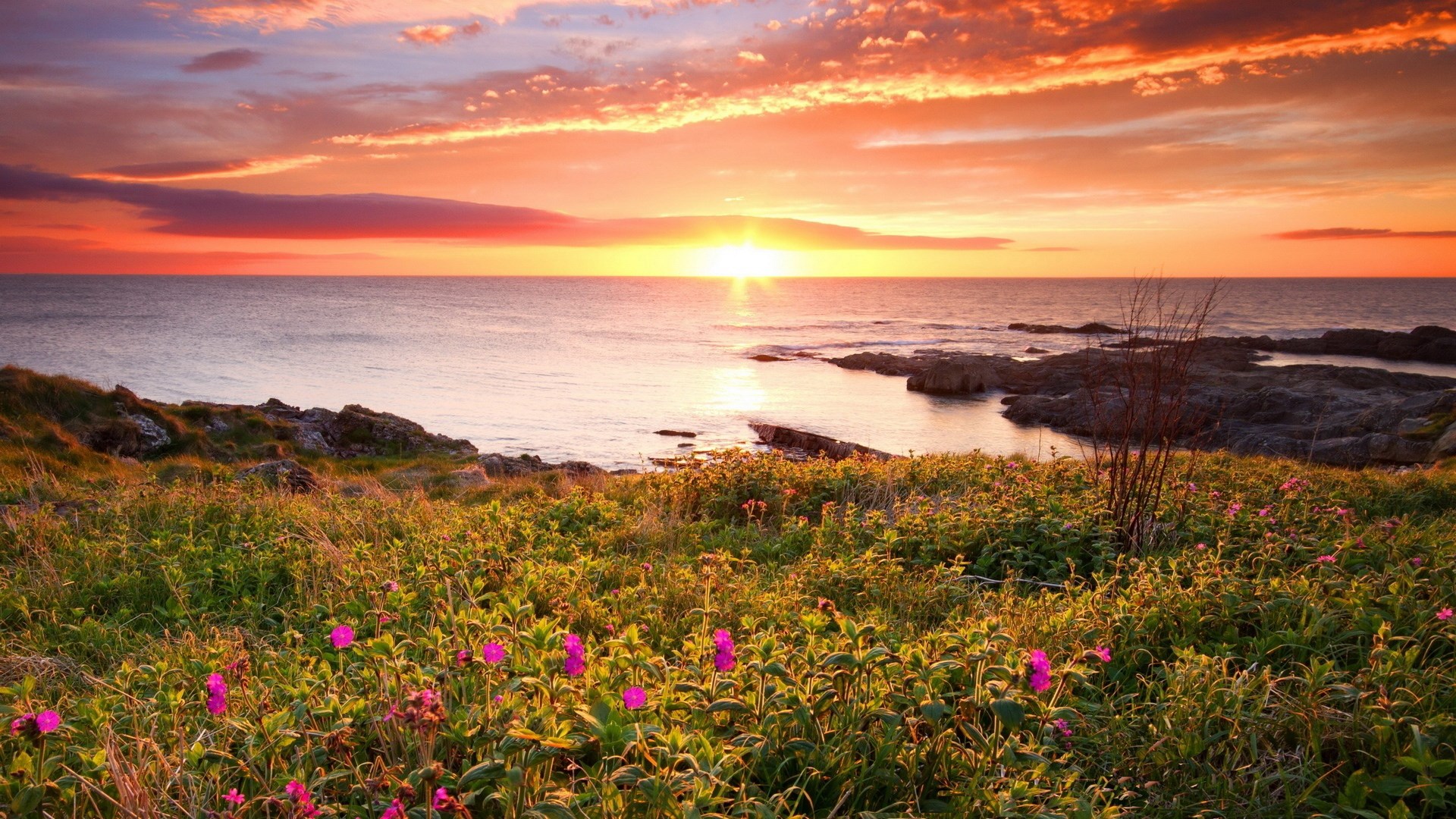 Sunset over the ocean with flowers in the foreground HD Wallpaper