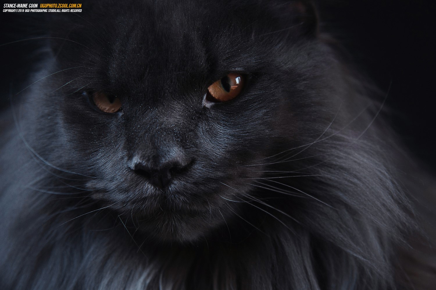 Close-up of a black Maine Coon cat's face HD Wallpaper