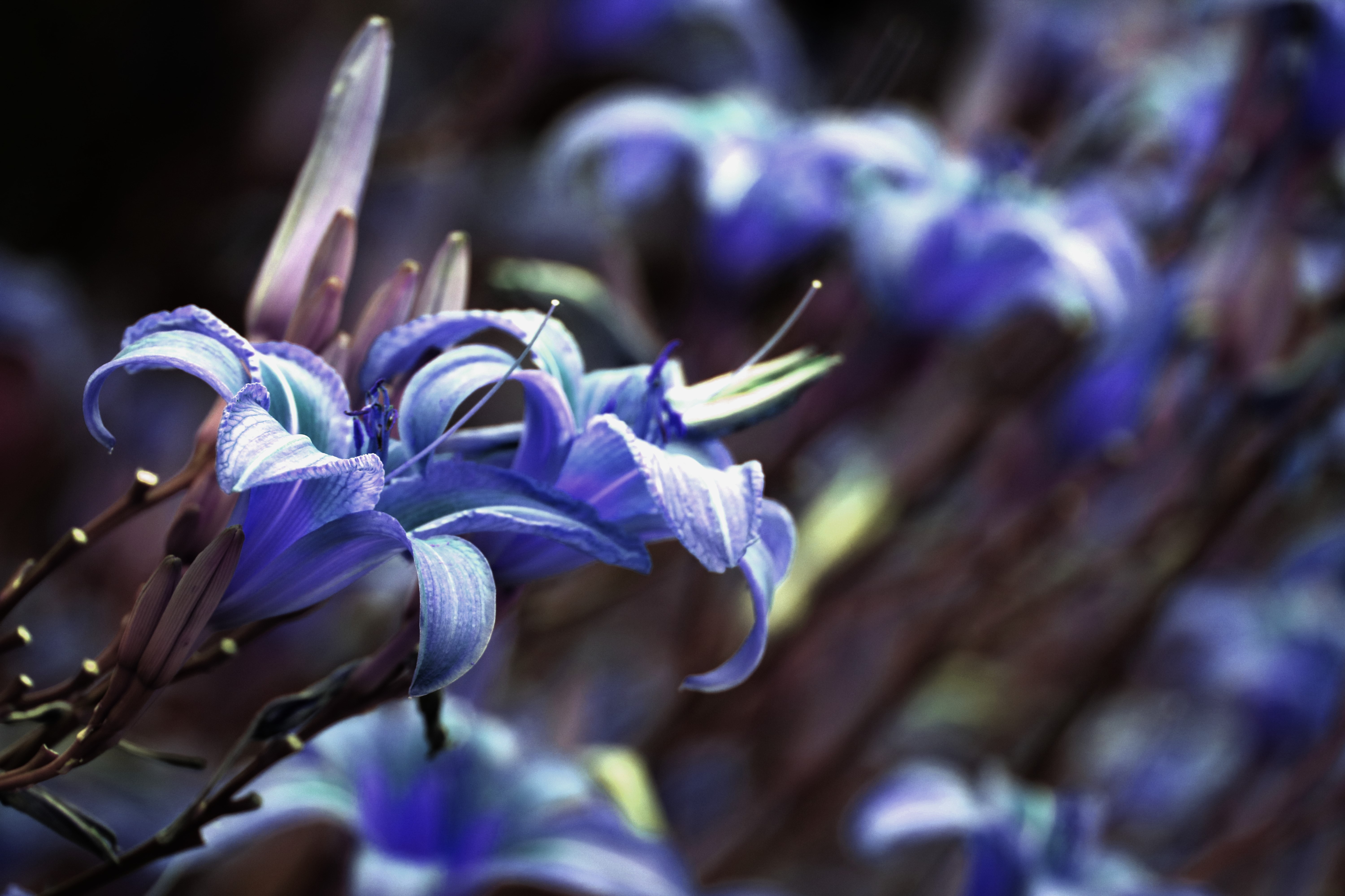 4K Blue Flowers Close-up HD Wallpaper