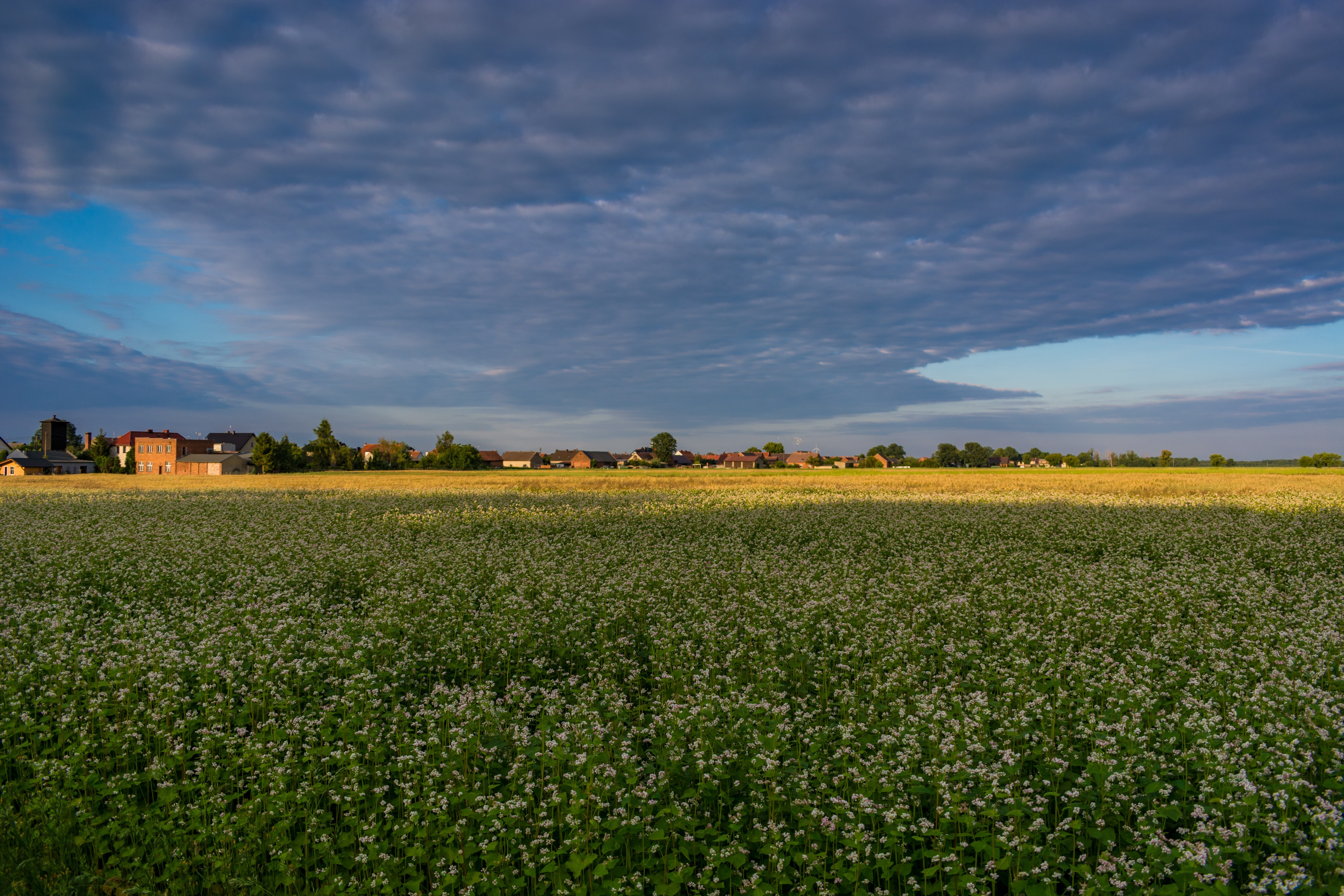 Buckwheat field and village in Poland at sunset HD Wallpaper