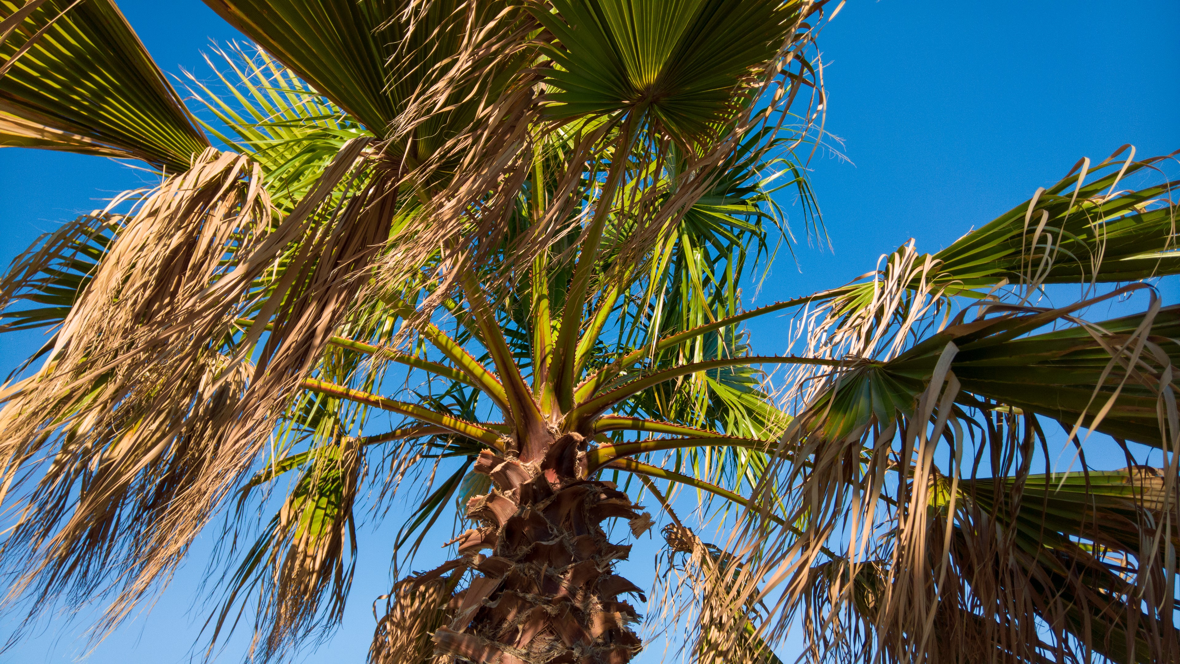 Palm trees against a clear blue sky HD Wallpaper