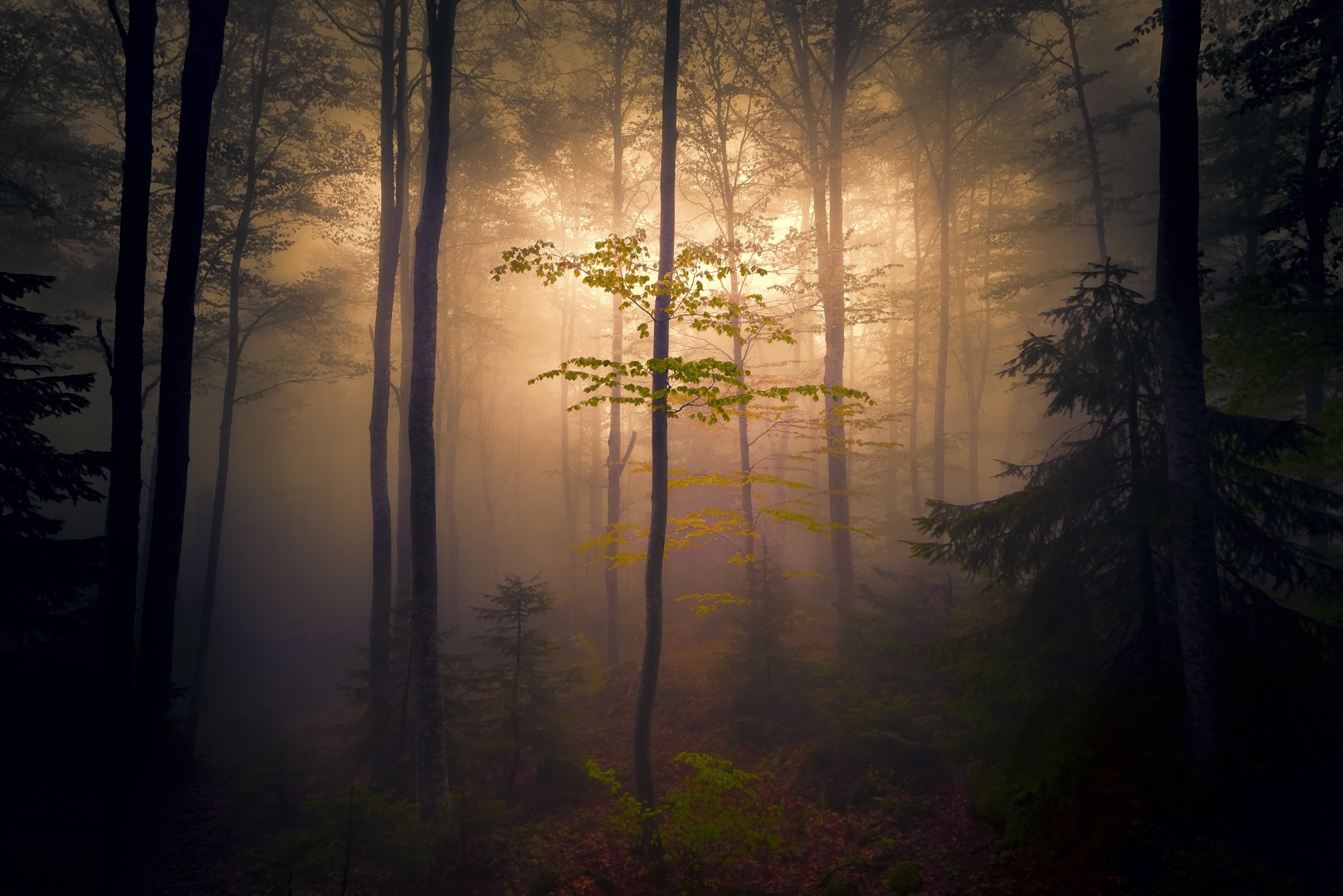 Misty forest with sunlight filtering through trees HD Wallpaper
