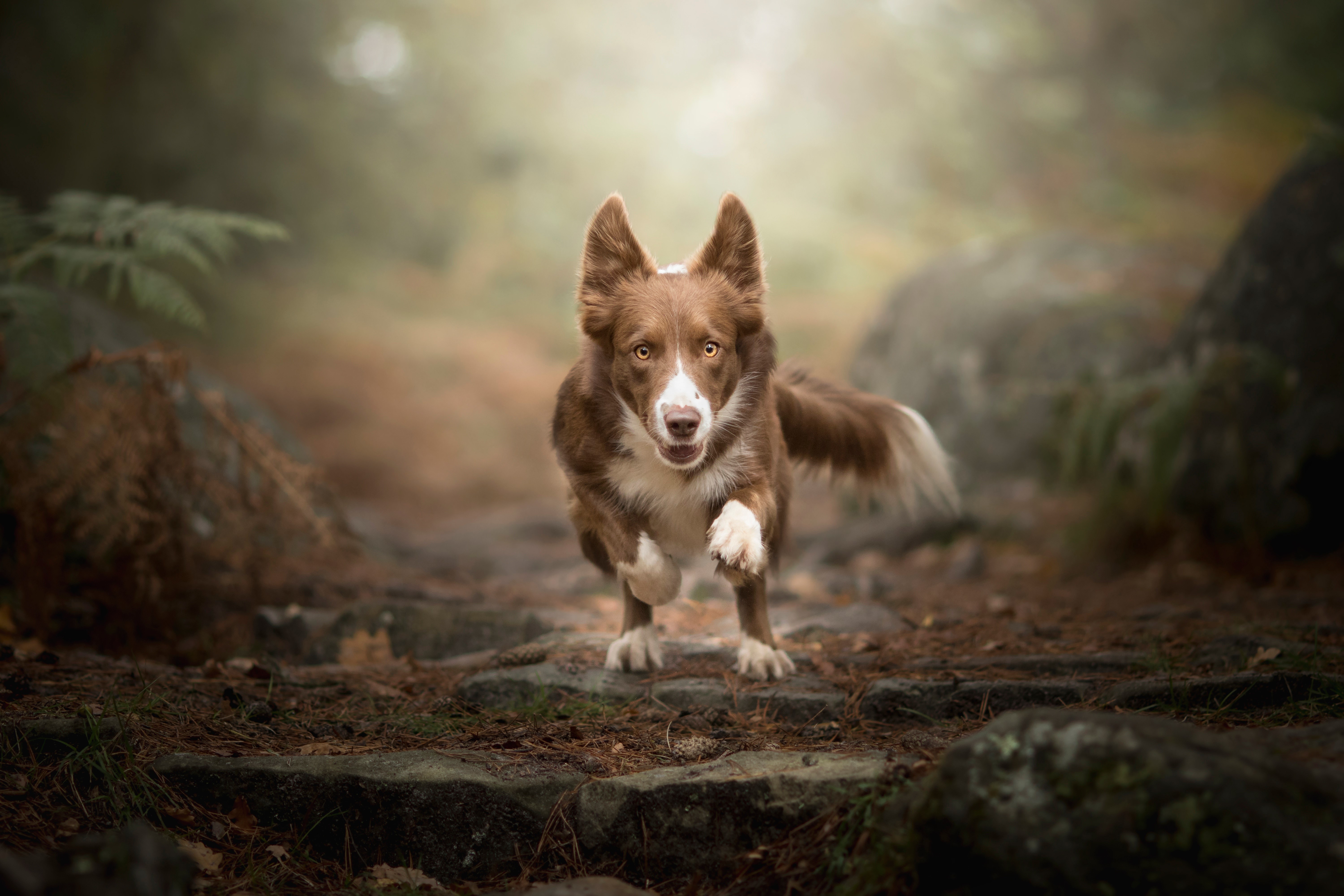 Brown dog running on a forest path HD Wallpaper
