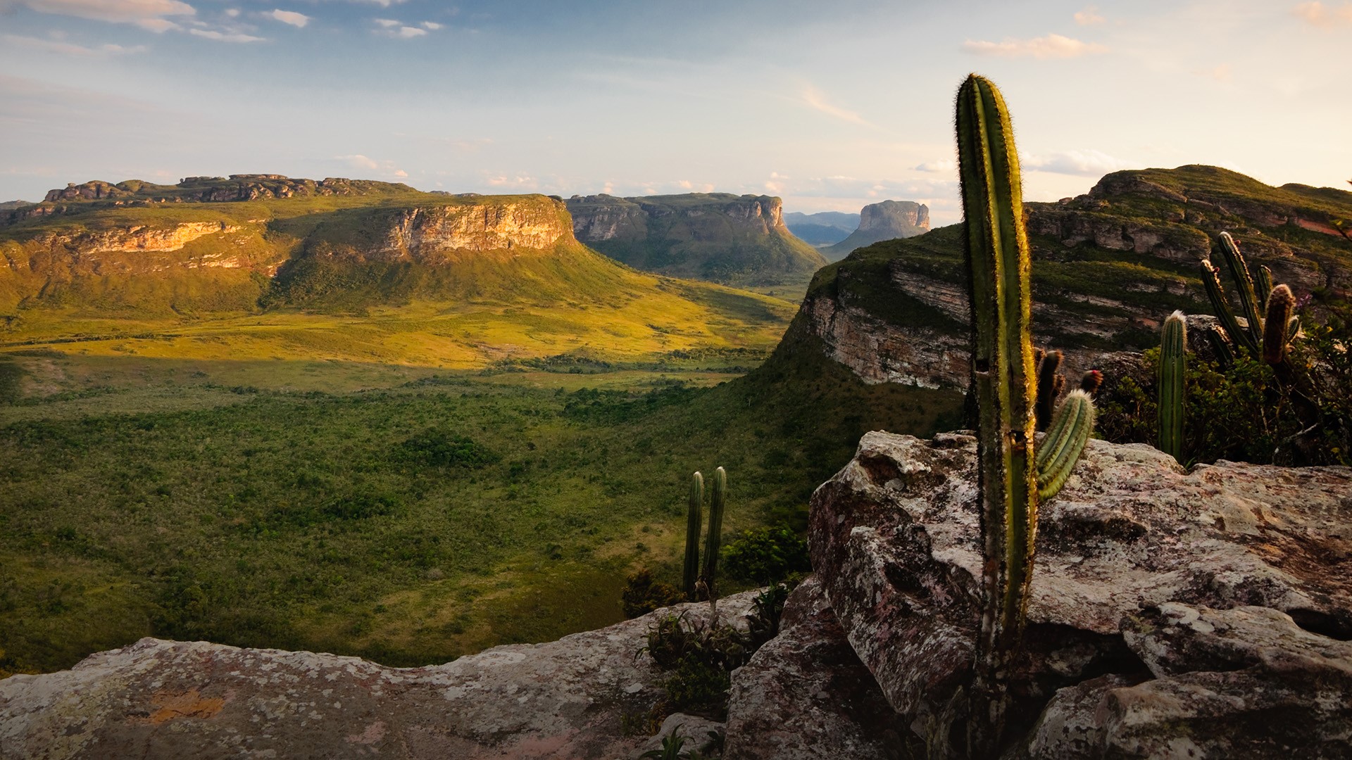 Cactus on a rocky outcrop overlooking a valley with mesas HD Wallpaper