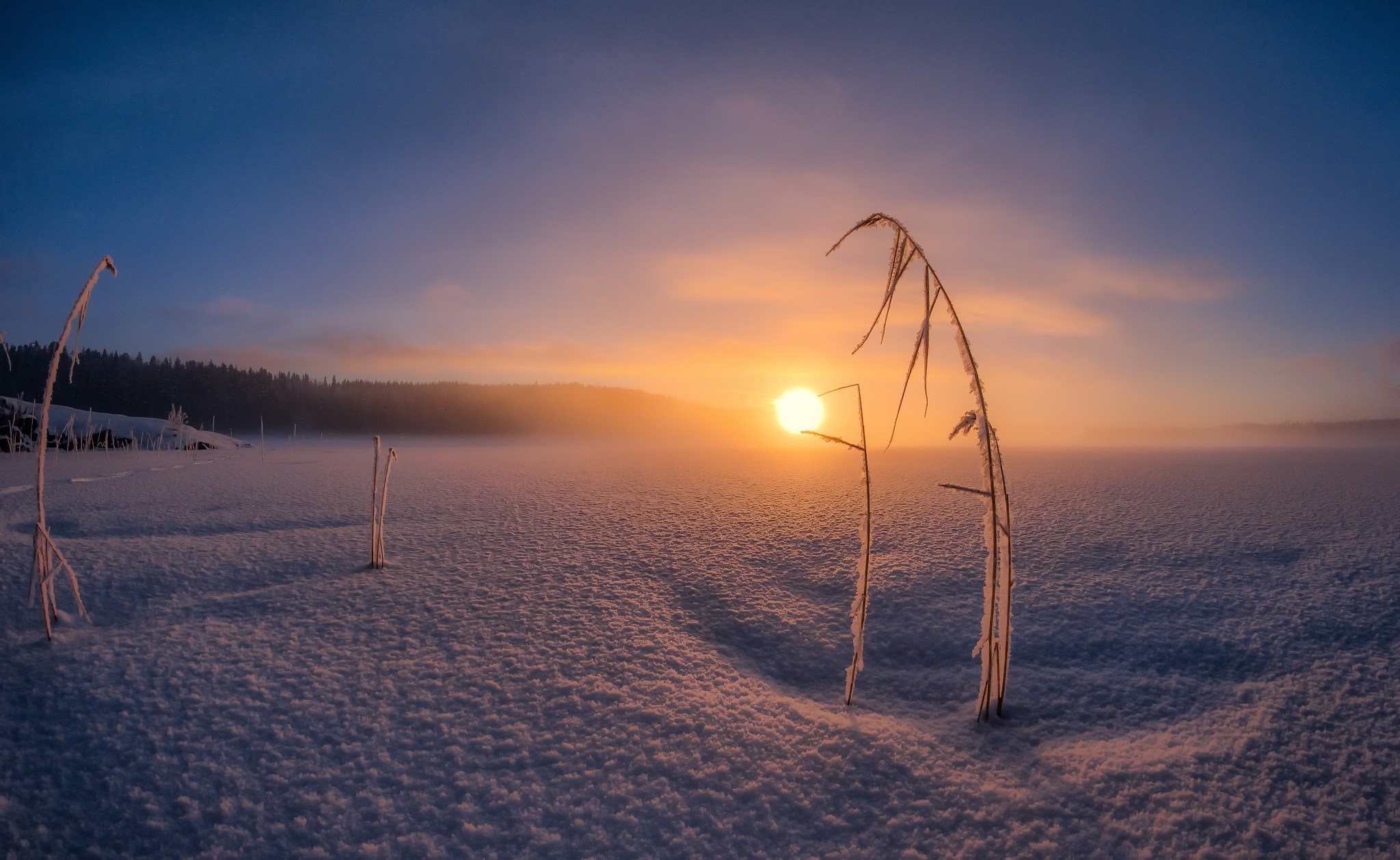 Winter sunrise over a snowy landscape with frosted reeds HD Wallpaper